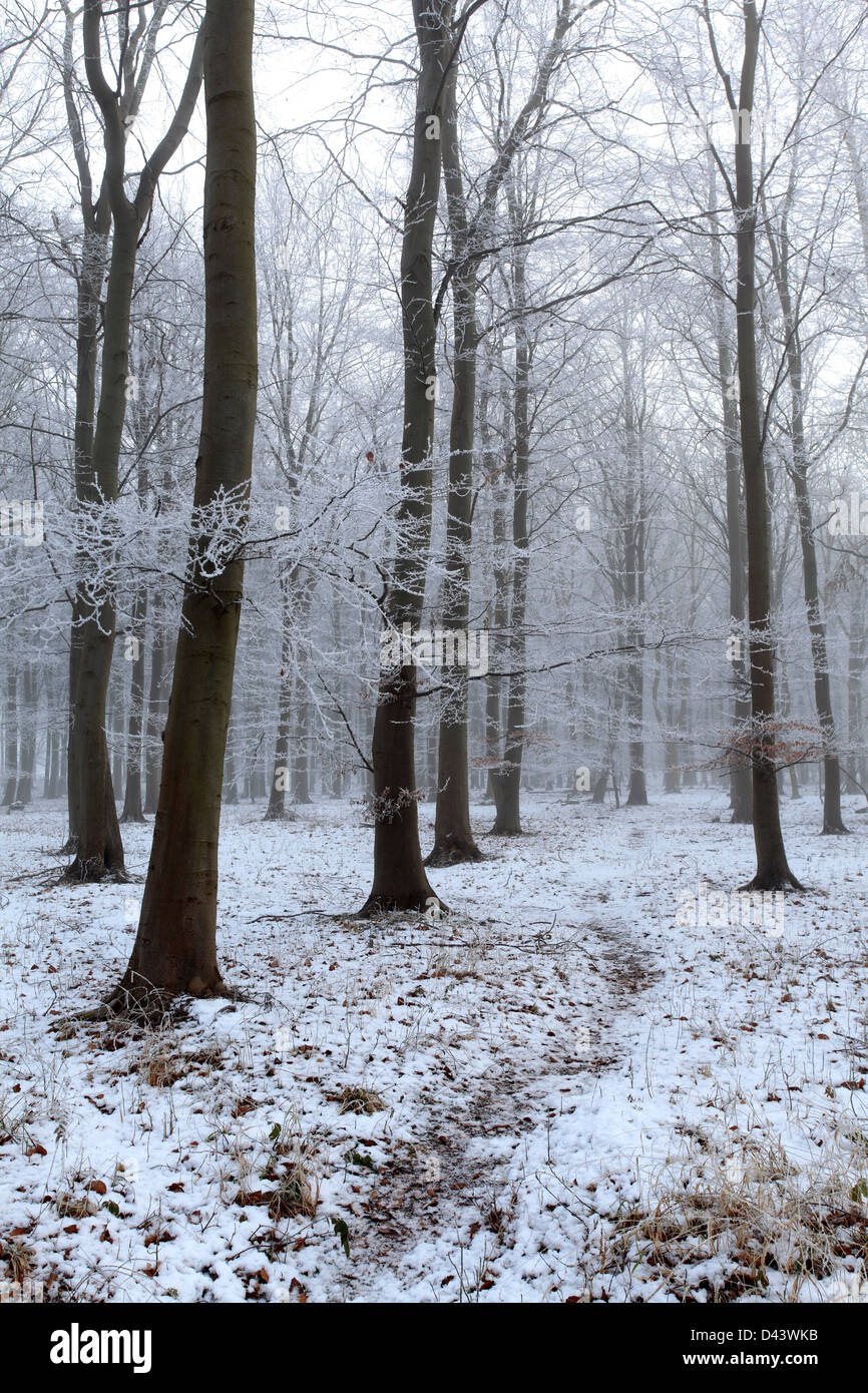 Howes Winter Hoare frost winter scene, woodland at Wakerley Great Woods, Rockingham ...