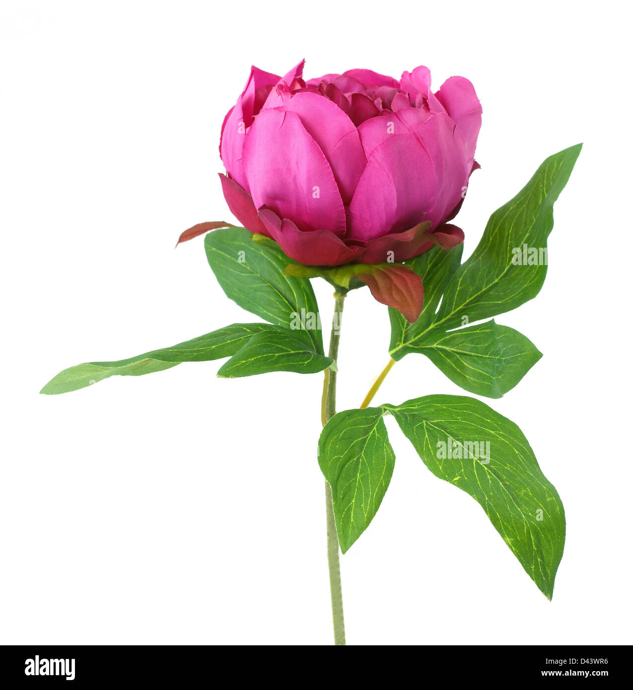 Single pink flower with green leaves cut out white background Stock Photo