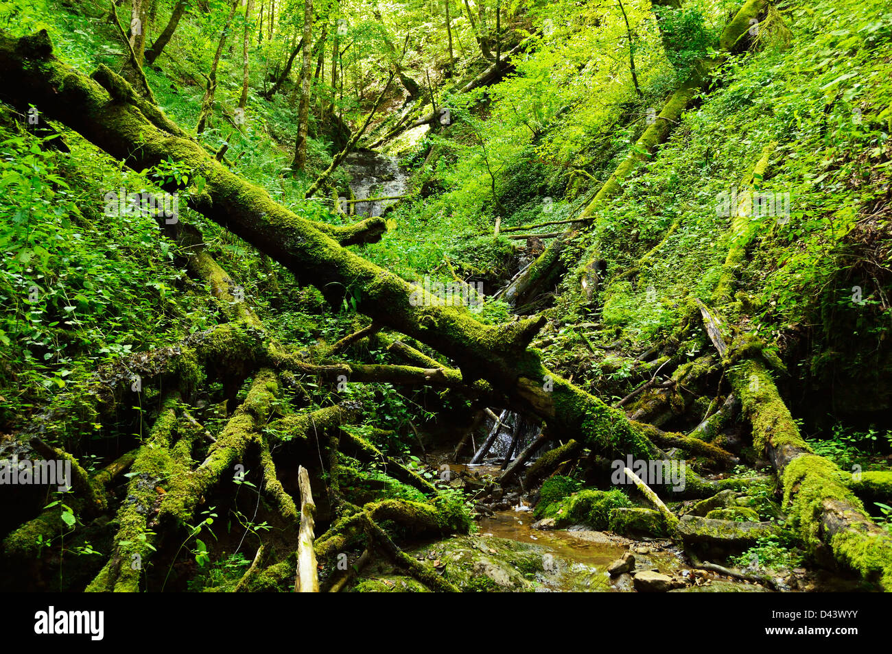 Wutach Gorge, Black Forest, Baden-Wurttemberg, Germany Stock Photo - Alamy