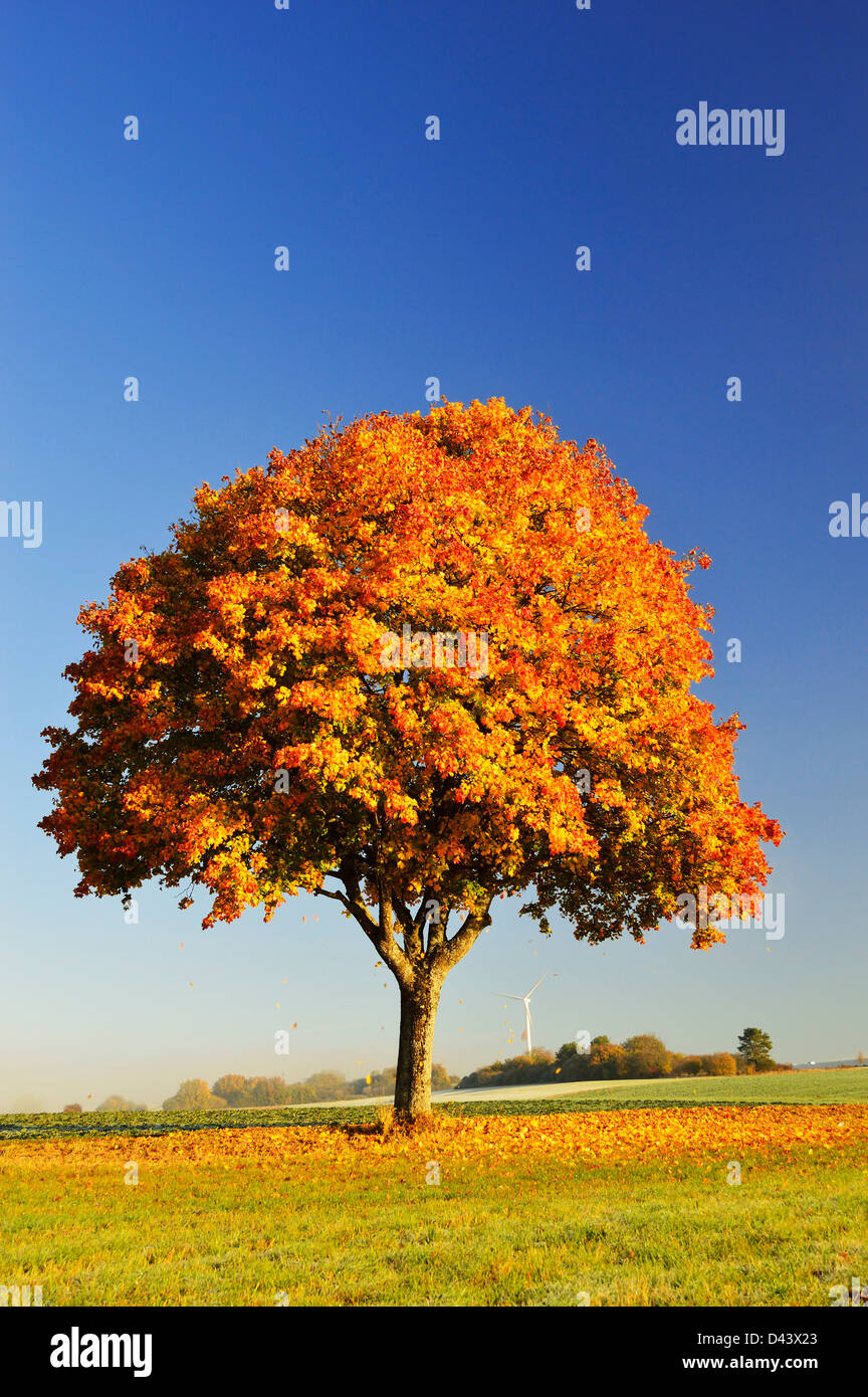 Maple Tree, Baden-Wurttemberg, Germany Stock Photo - Alamy