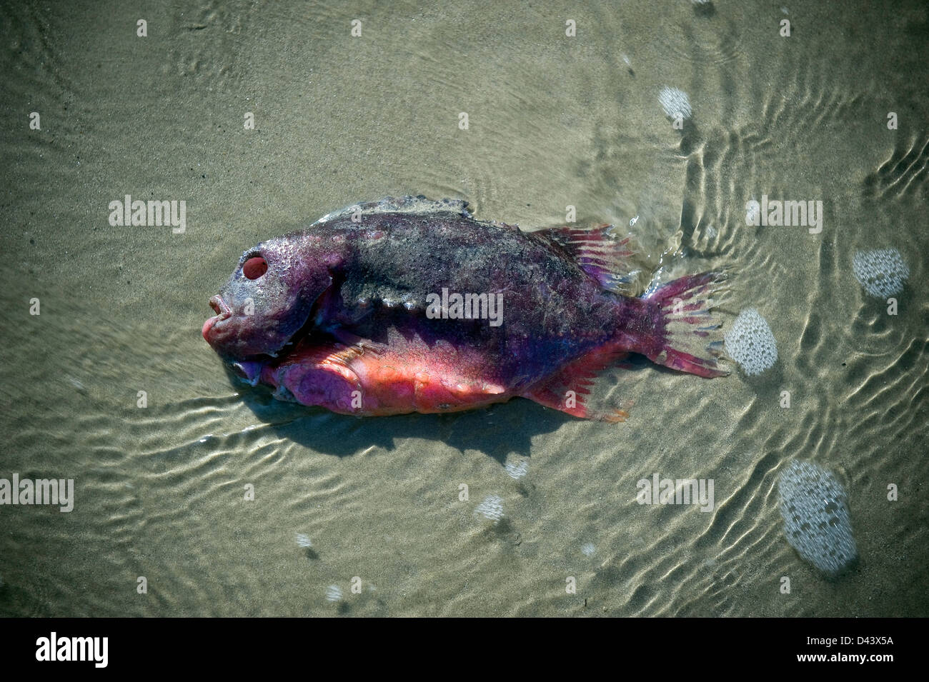 Strange fish washed up on Worthing beach, West Sussex, UK Stock Photo