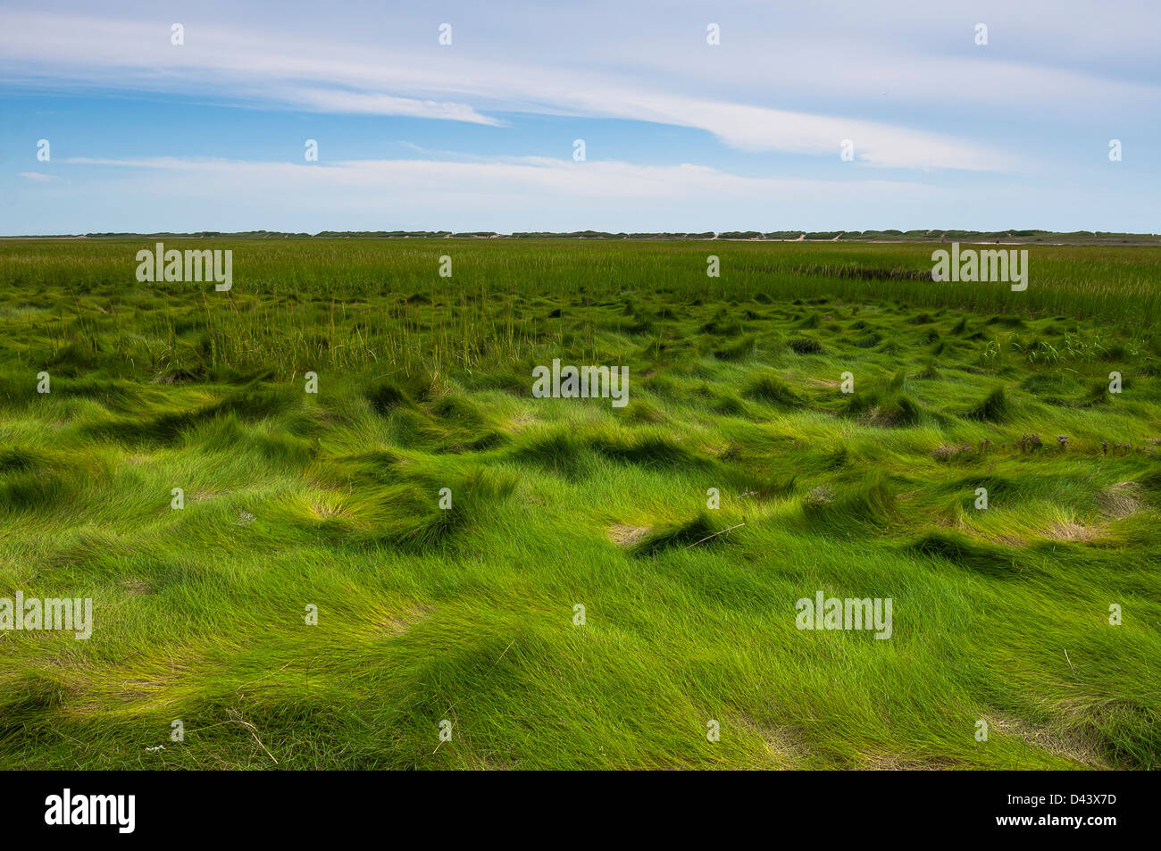 Grasses at Low Tide, Provincetown, Cape Cod, Massachusetts, USA Stock