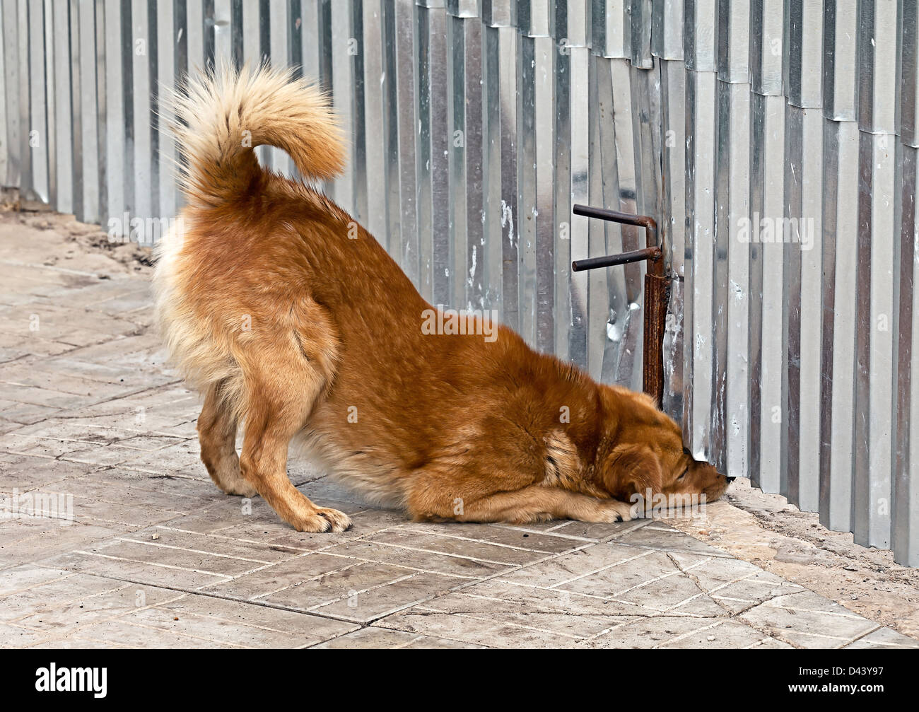 The dog looks up under the fence on what's happening on the street Stock Photo