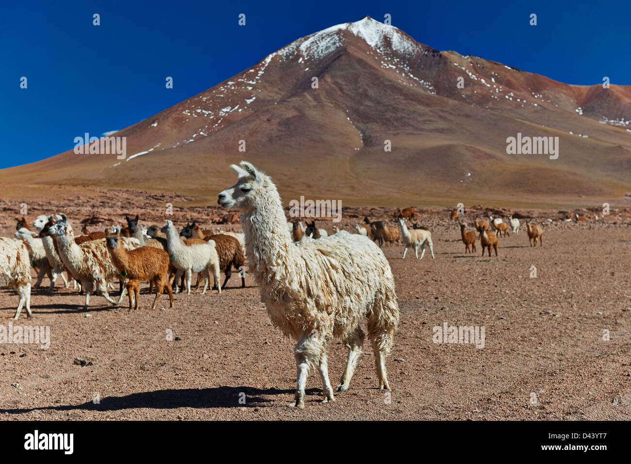 The History of Alpacas – Sol Alpaca USA