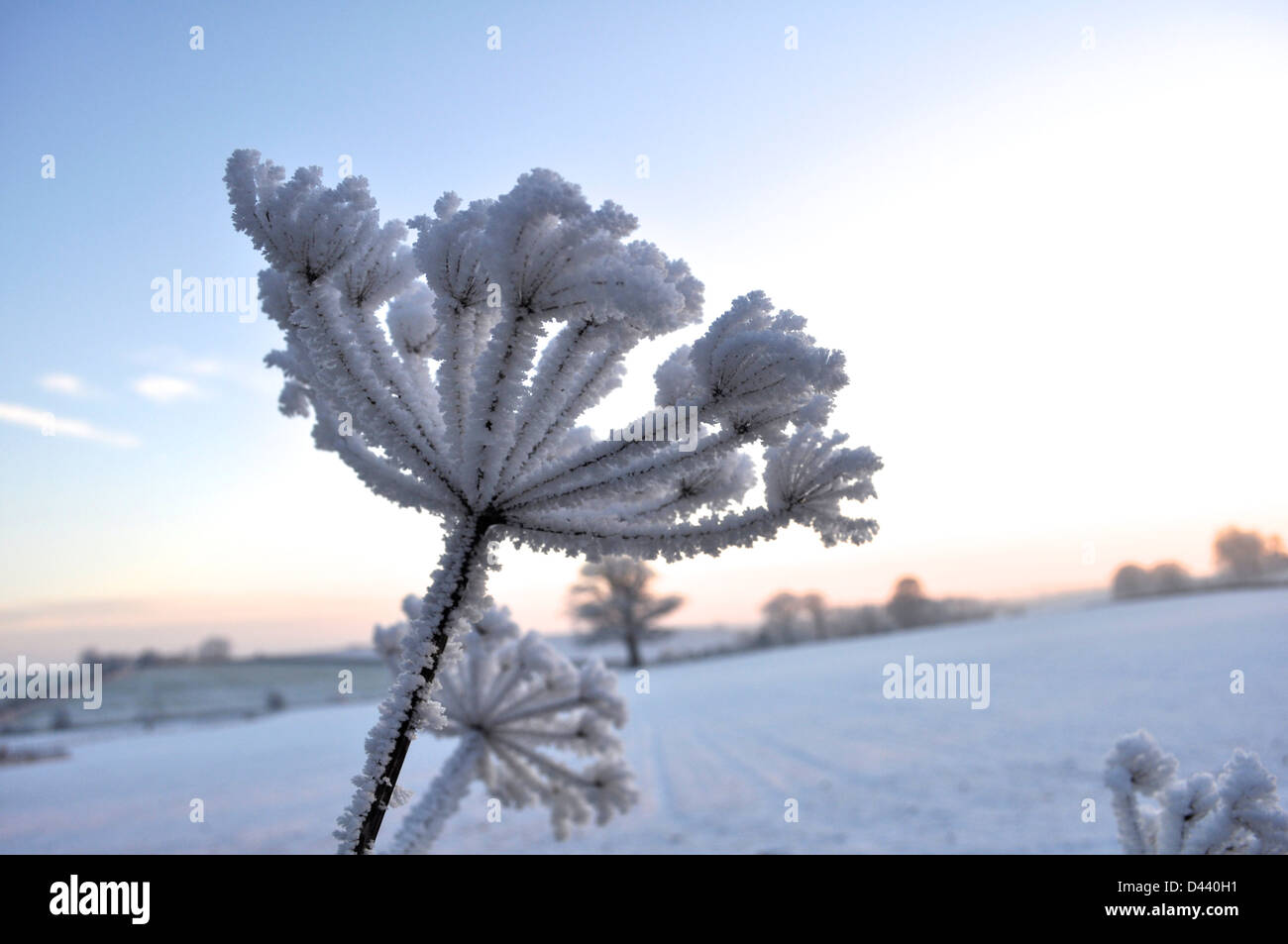 Frost covered cow parsley against blue and pink gradient sky Stock