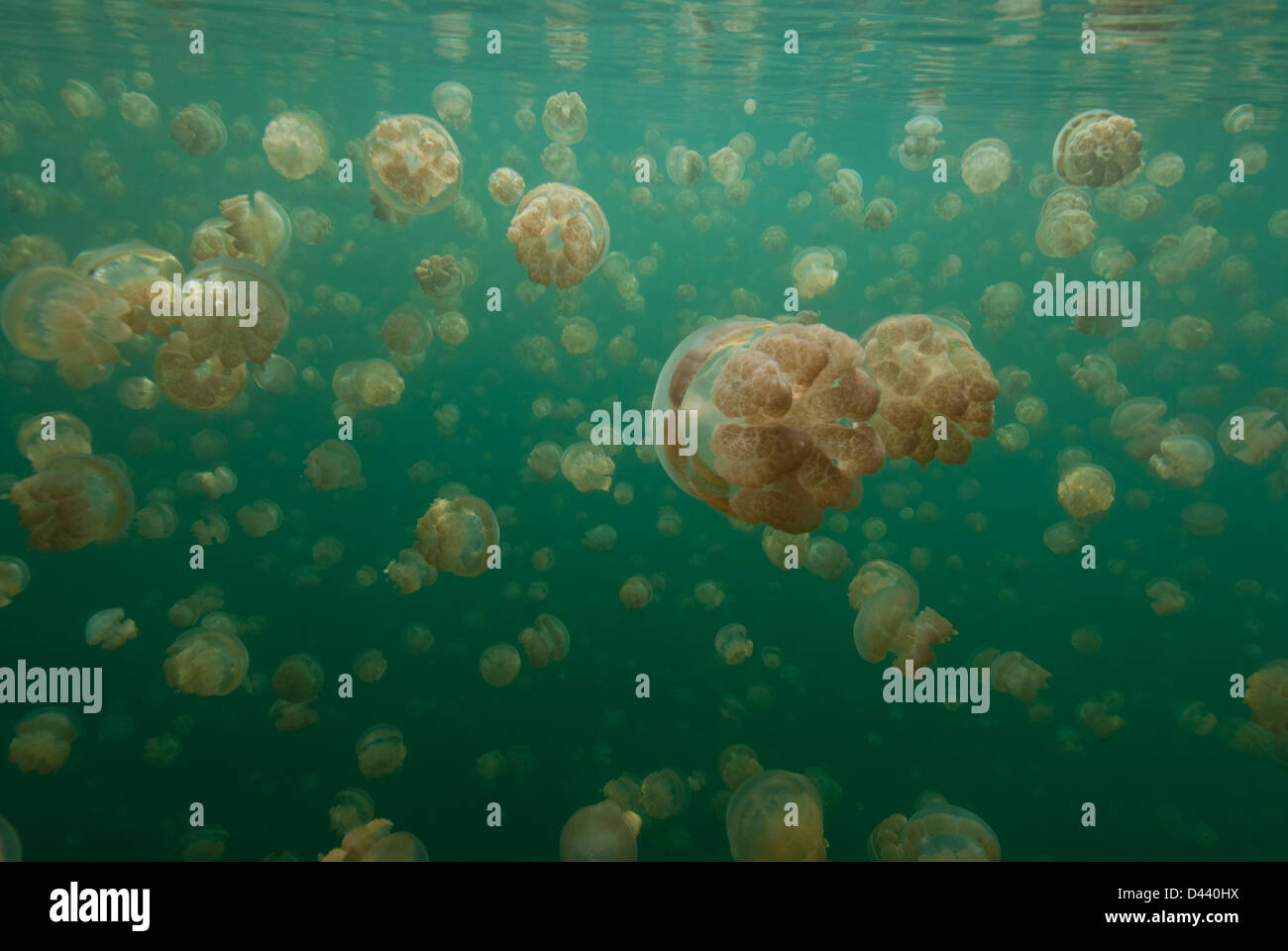 Large Group of Stingless Jellyfish (Ornate Cassiopeia) Underwater, close to the Surface, Palau, Micronesia Stock Photo