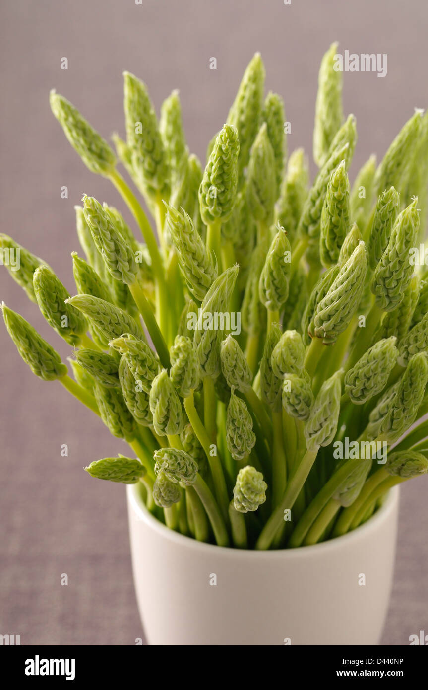 Close-up of Wild Asparagus in Bowl Stock Photo