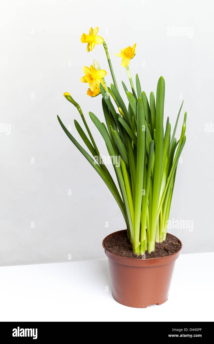 Yellow daffodils in a pot Stock Photo