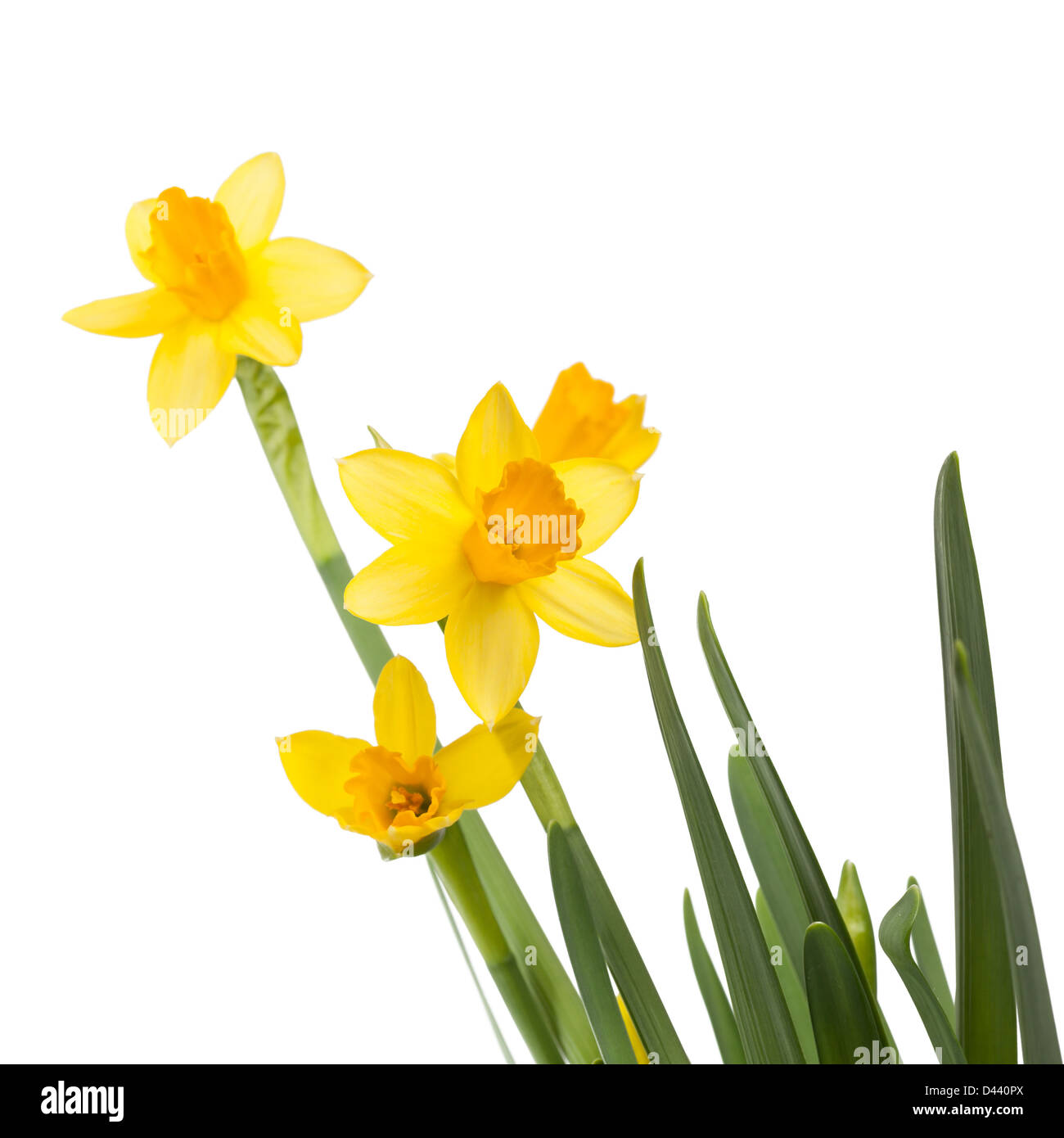 Yellow daffodils flowers isolated on white Stock Photo