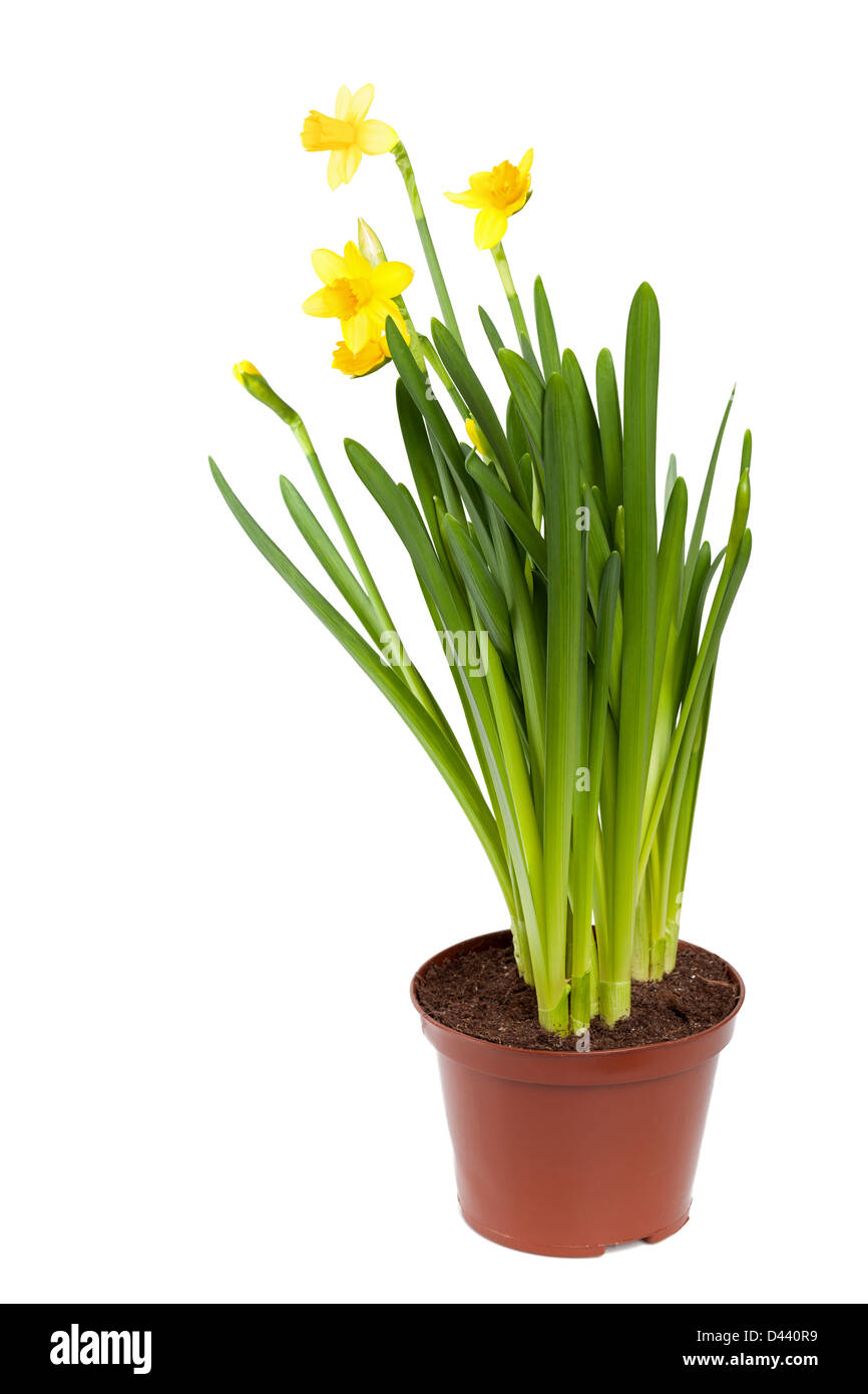Narcissus. Yellow daffodils flowers in a pot isolated on white Stock Photo