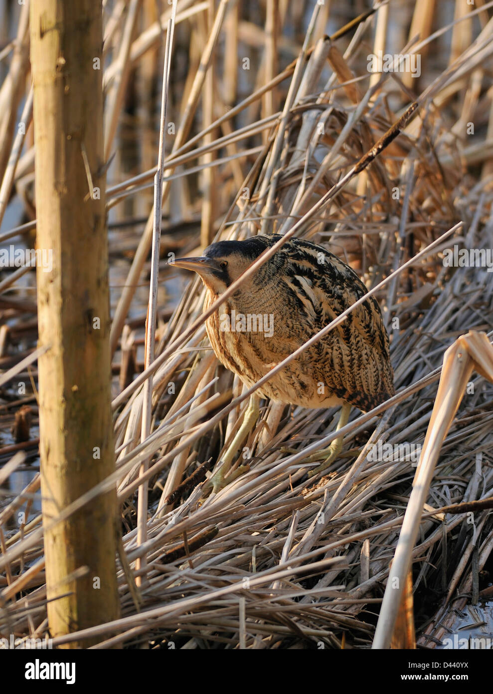 Great Bittern - Botaurus stellaris Hunting in Reeds Stock Photo
