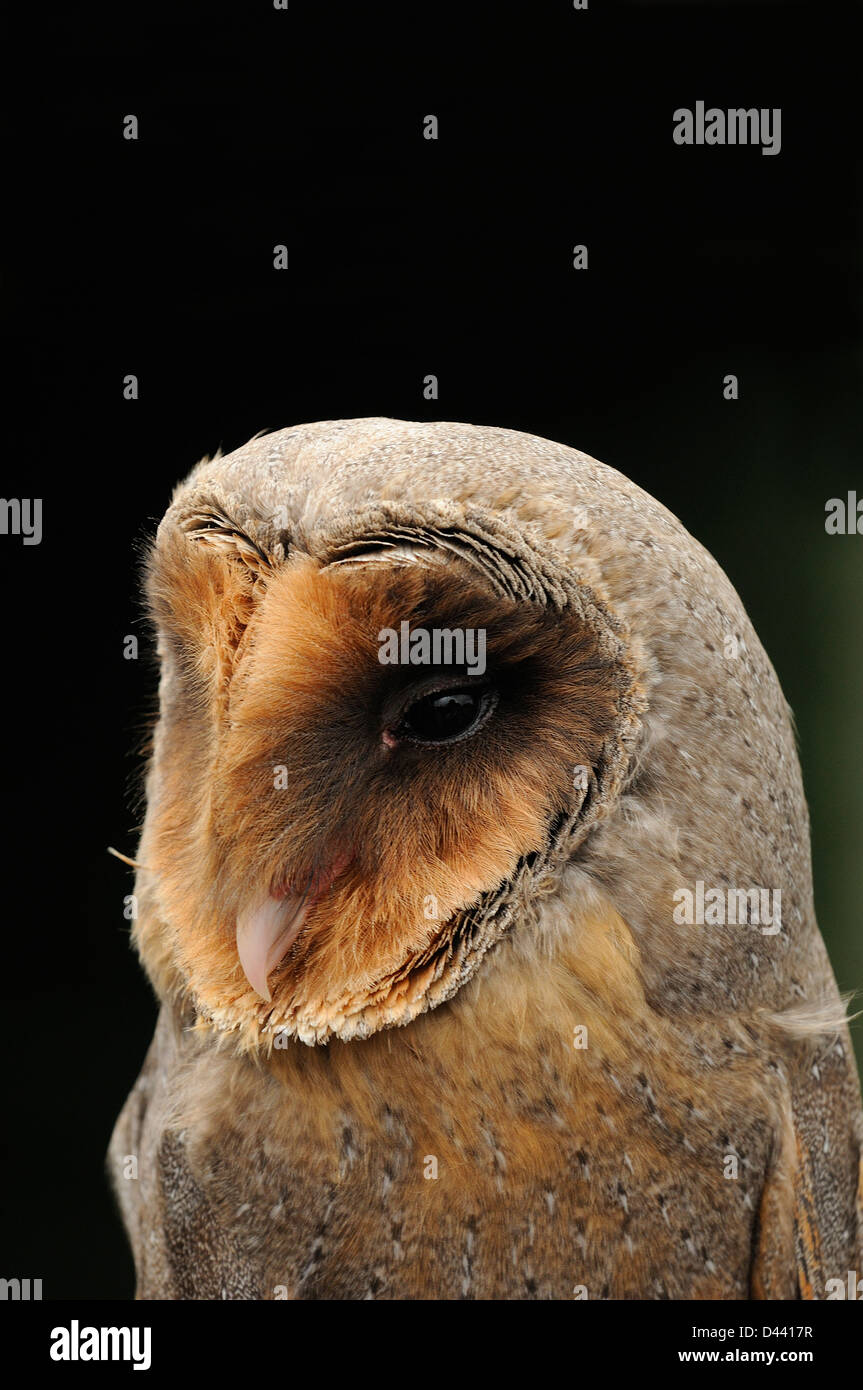 Melanistic Barn Owl (Tyto alba) portrait of adult, captive, England, July Stock Photo
