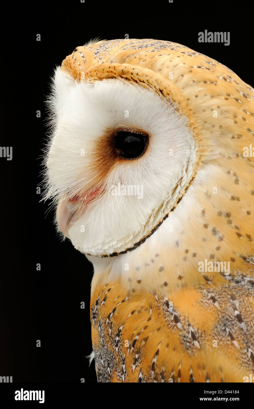 Barn Owl (Tyto alba) close up of head and face, captive, UK. July Stock Photo