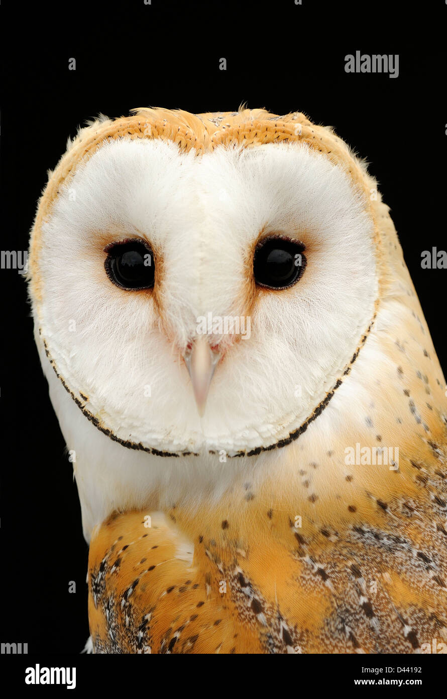 Barn Owl (Tyto alba) close-up of head and face, captive, UK, July Stock Photo