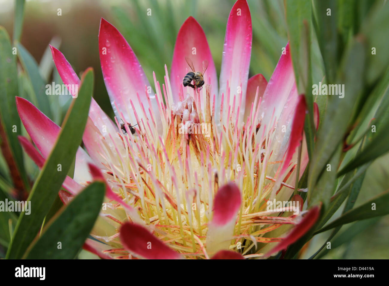 Busy Bee loving a Protea Stock Photo