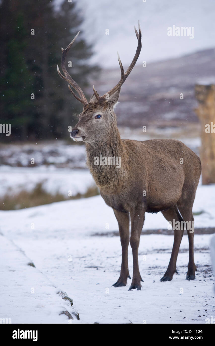 Male red deer near Glencoe Scotland. Stock Photo