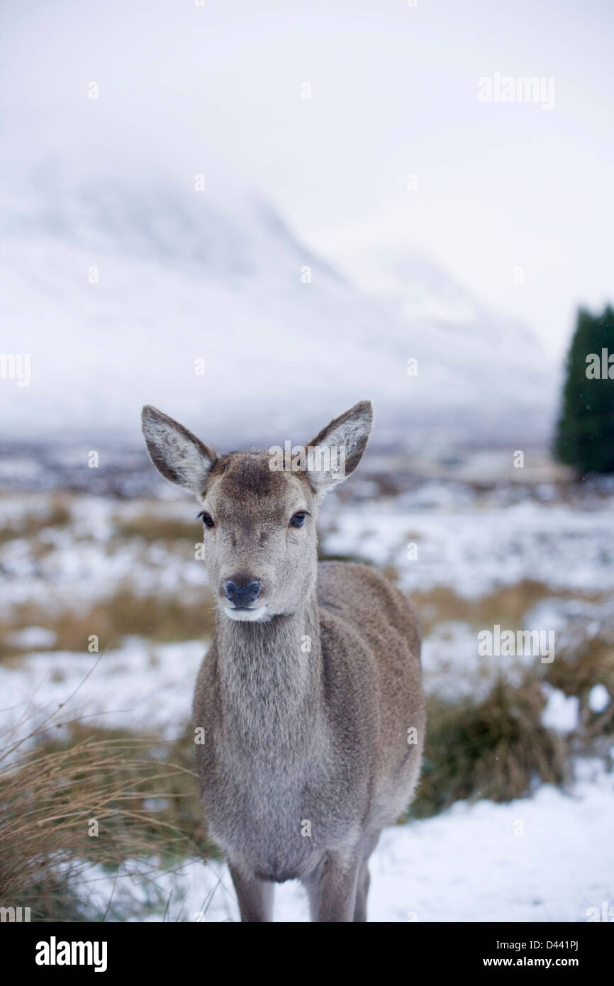 Female red deer near Glencoe Scotland. Stock Photo