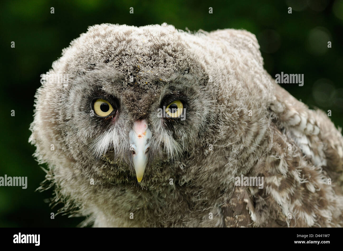 Great Grey Owl (Strix nebulosa) close-up of large chick, captive, UK, July Stock Photo