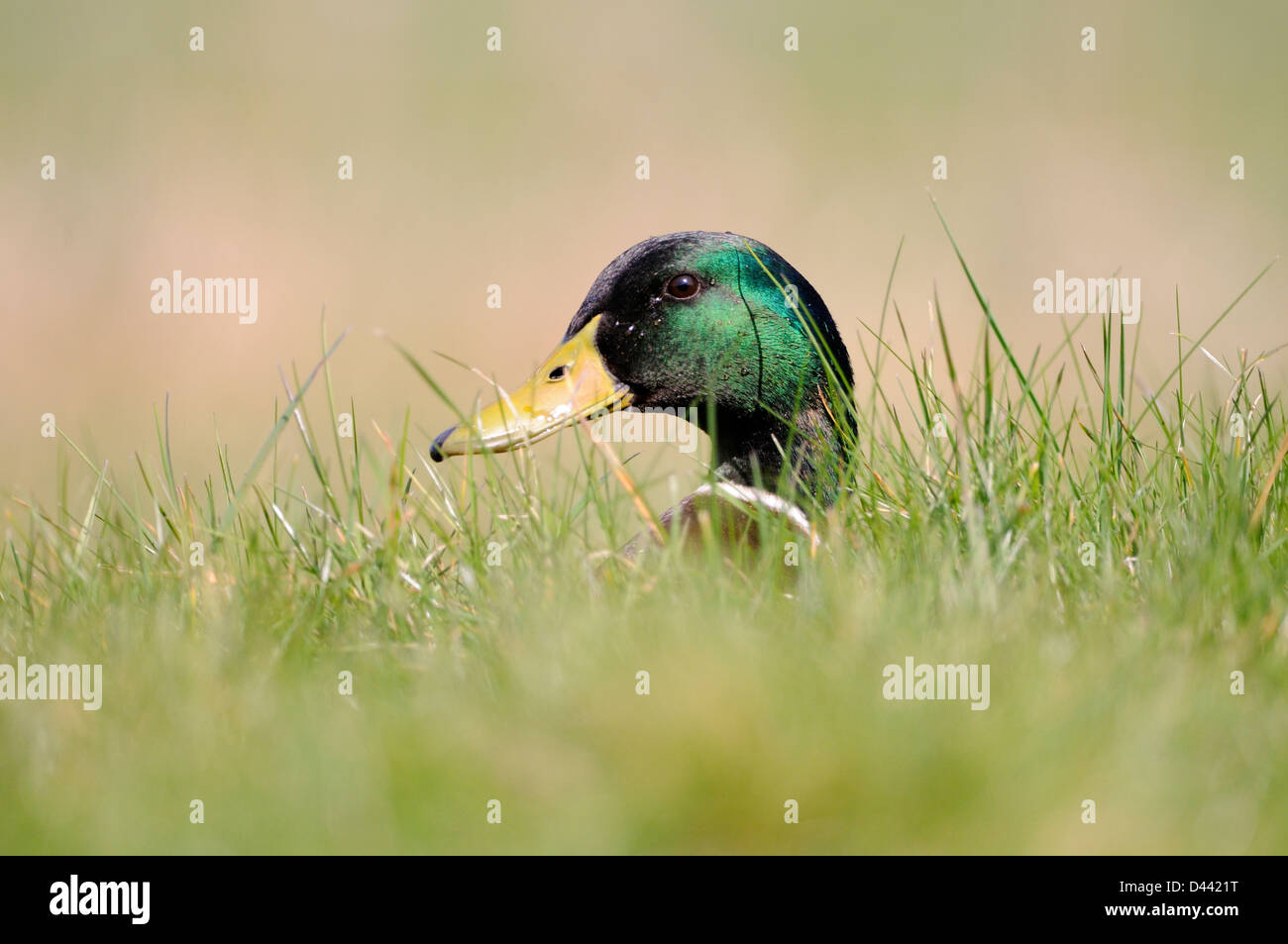 Mallard (Anas platyrhynchos) male hiding in long grass, Oxfordshire, UK, March Stock Photo