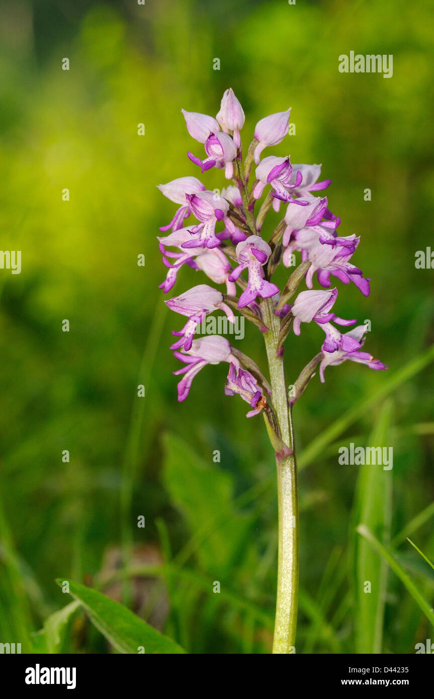 Military Orchid (Orchis militaris) Buckinghamshire, England, May Stock Photo