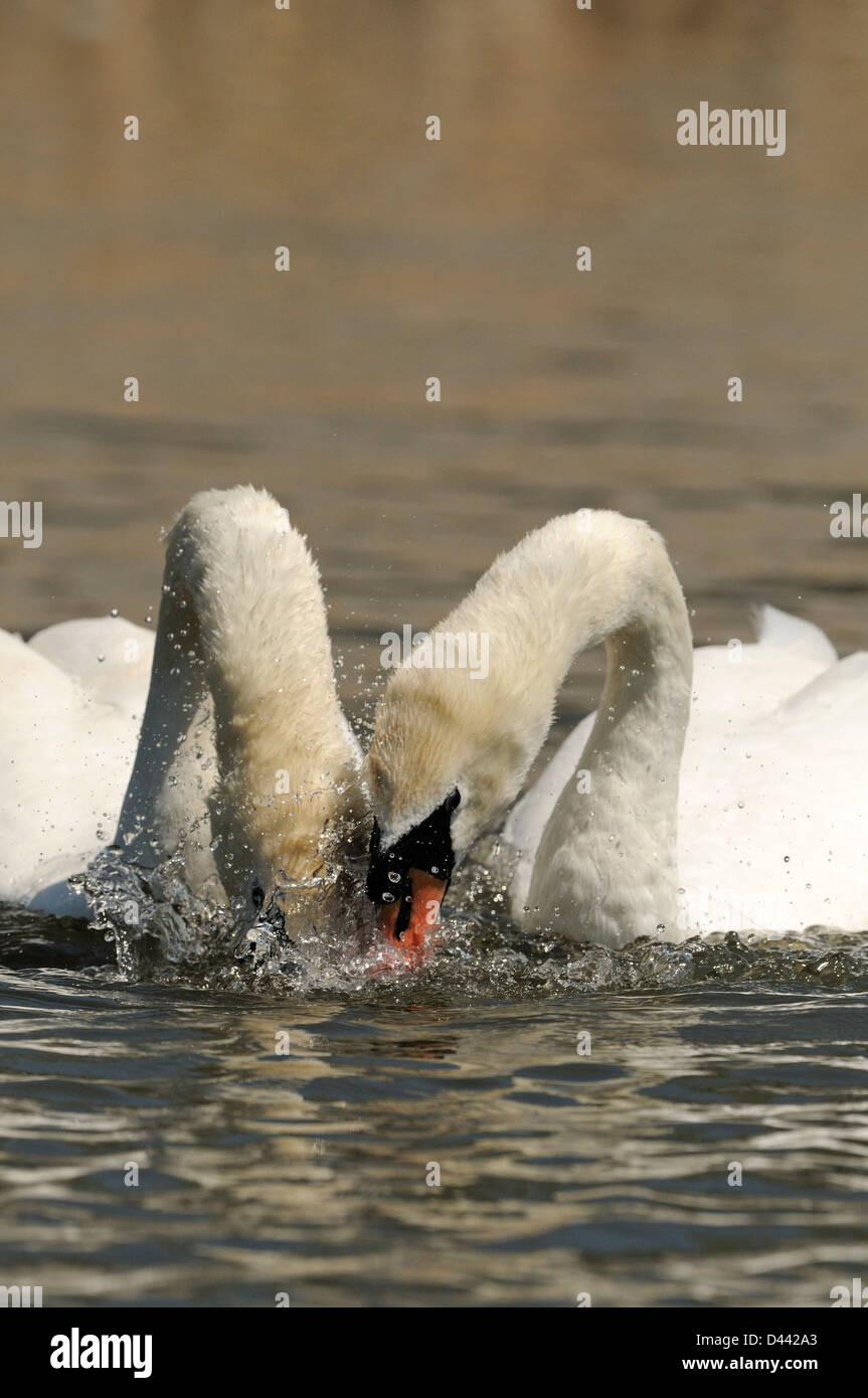 Mute Swan (Cygnus olor) pair dipping heads in the water in unison, courtship behaviour, Oxfordshire, England, May Stock Photo