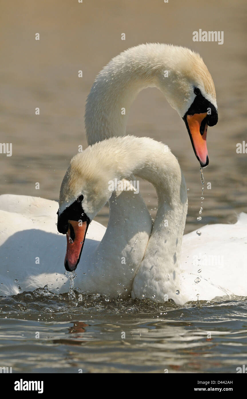 Mute Swan (Cygnus olor) pair with necks entwined, courtship behaviour, Oxfordshire, England, May Stock Photo