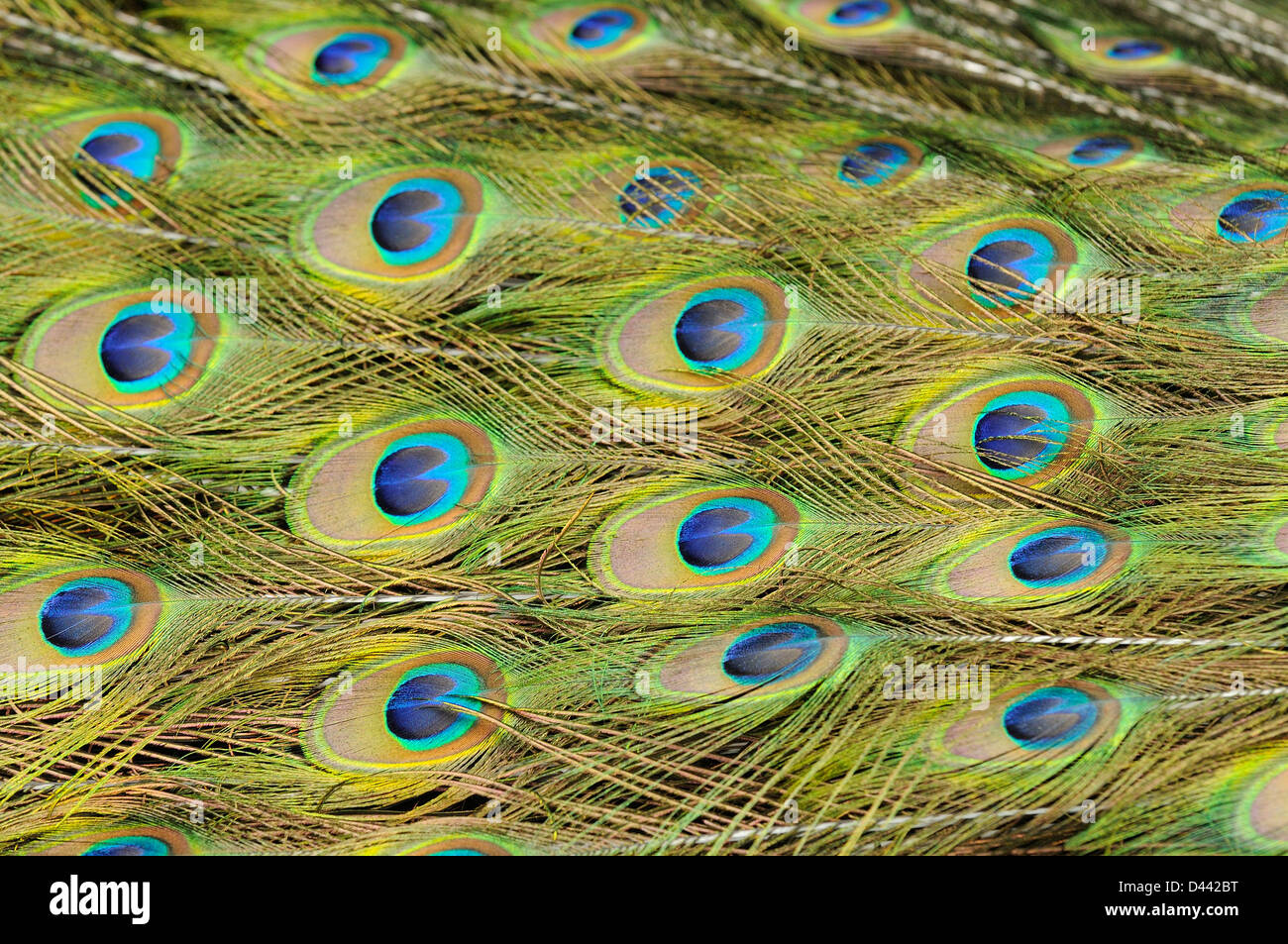 Indian Peafowl (Pavia cristatus) close-up of feathers in breeding male's tail, captive, England, July Stock Photo