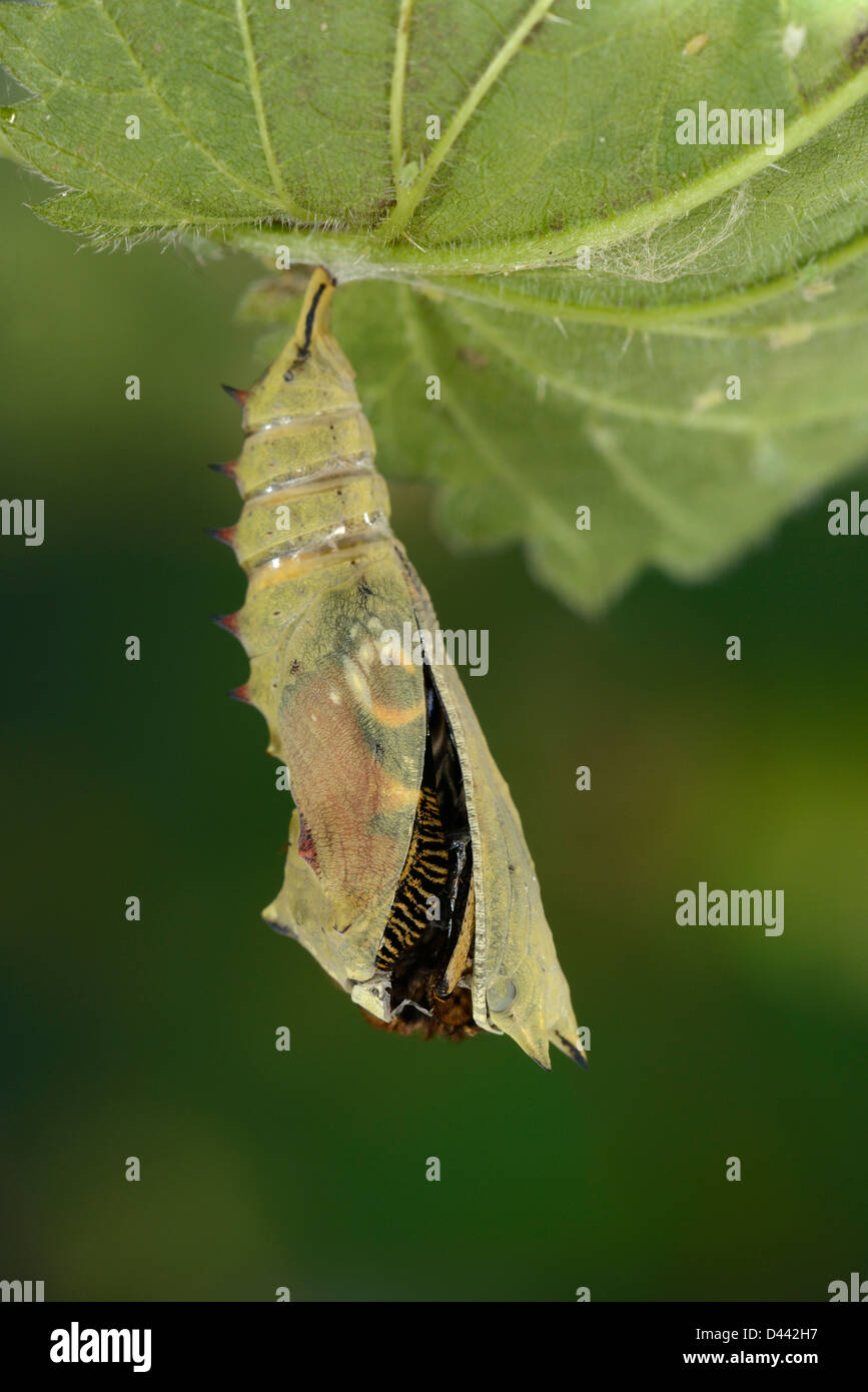 European Peacock Butterfly (Inachis io) emerging from its pupa, Oxfordshire, England, October Stock Photo