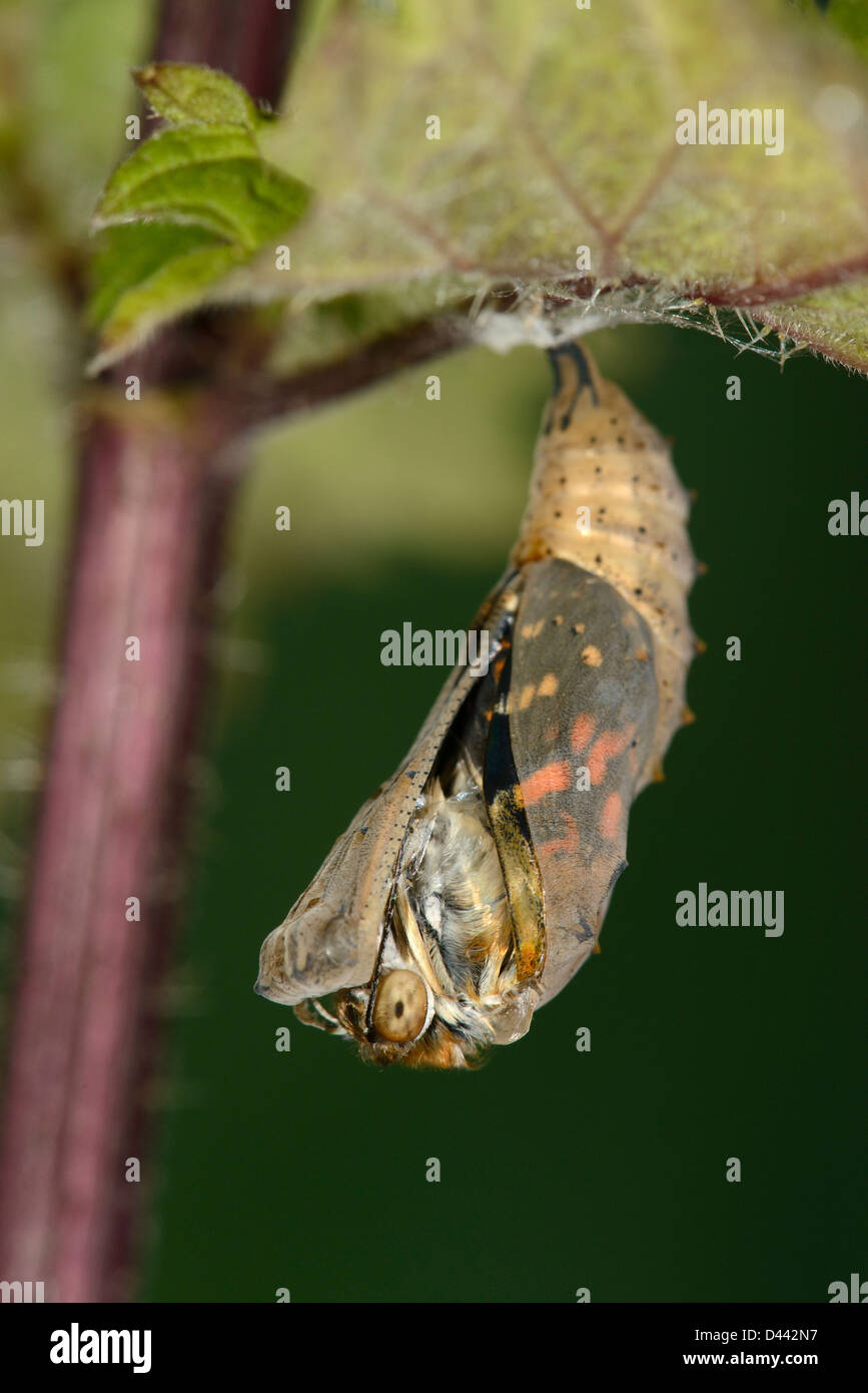 Butterfly emerging chrysalis hires stock photography and images Alamy