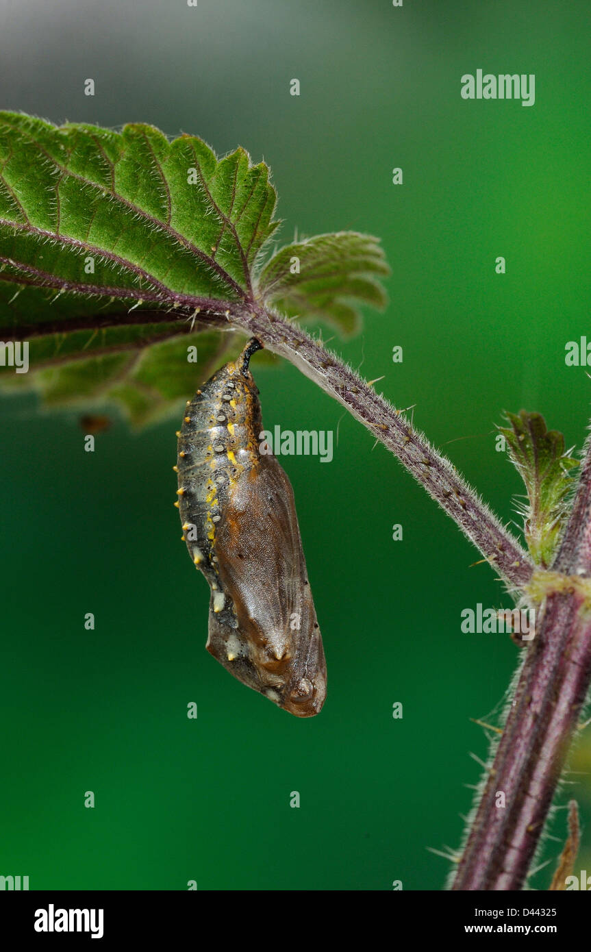 Painted lady butterfly chrysalis hires stock photography and images