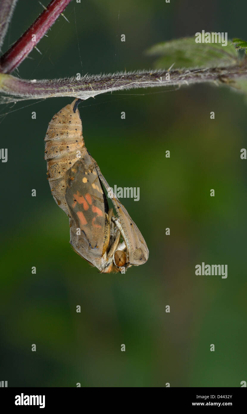 Painted Lady Butterfly (Vanessa cardui) adult emerging from pupa, Oxfordshire, England, July Stock Photo