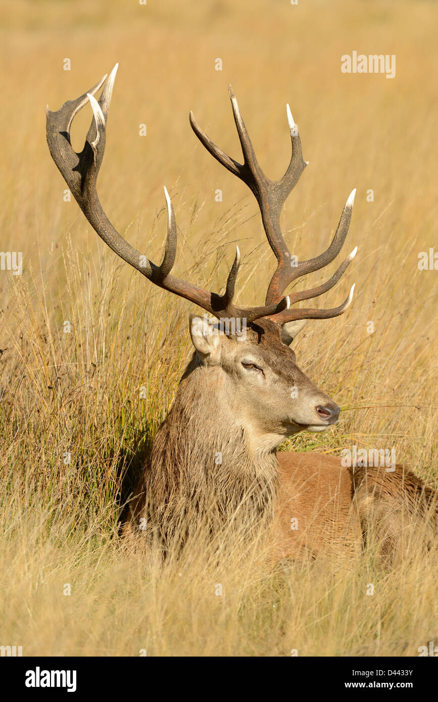 Red Deer (Cervus elaphus) stag sitting in long grass, Richmond Park, England, October Stock Photo