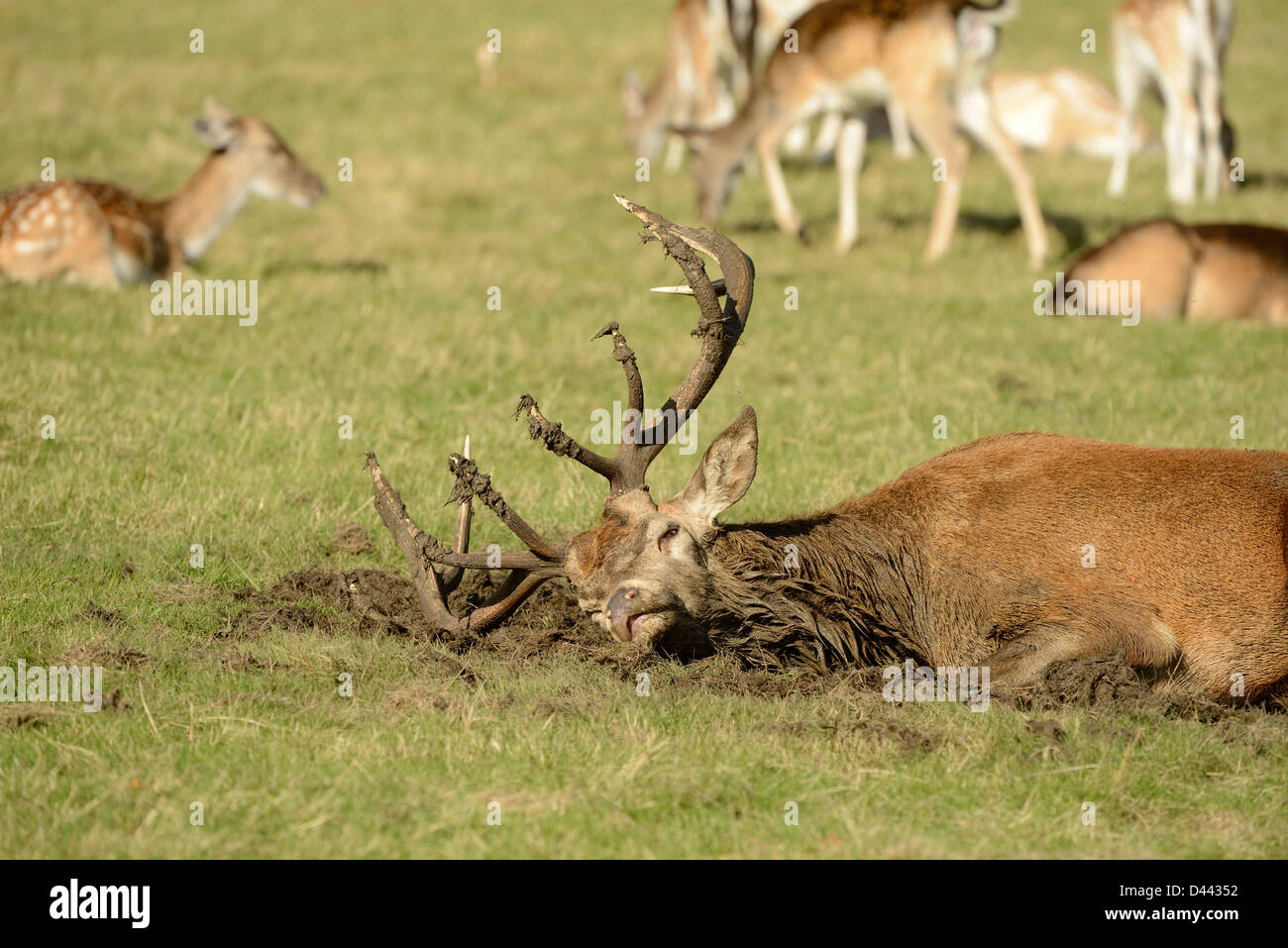 Red Deer (Cervus elaphus) stag covering antlers in mud during the rut, Richmond Park, England, October Stock Photo