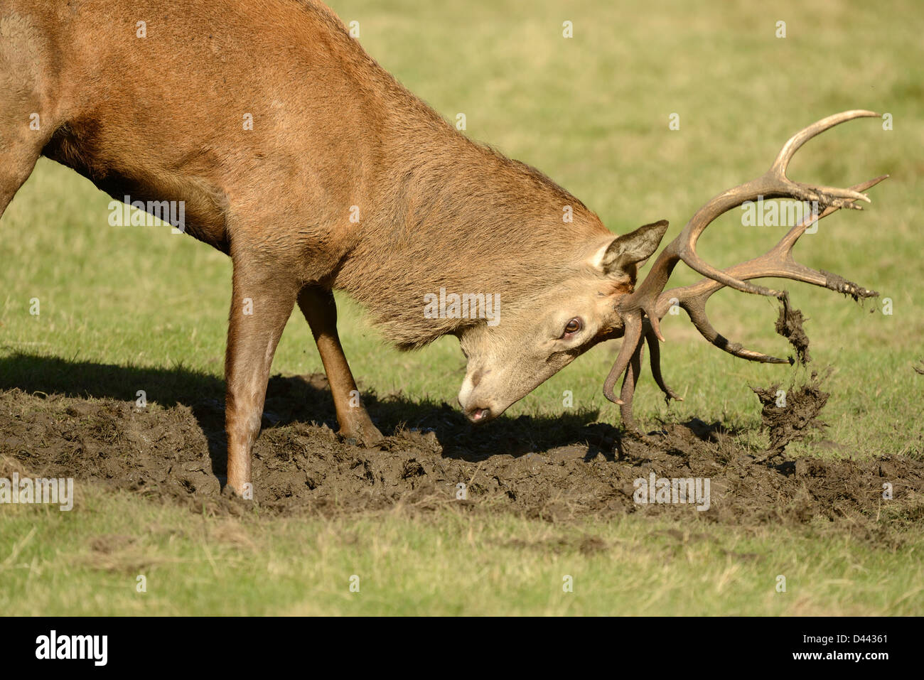 Red Deer (Cervus elaphus) stag covering antlers in mud during the rut, Richmond Park, October Stock Photo