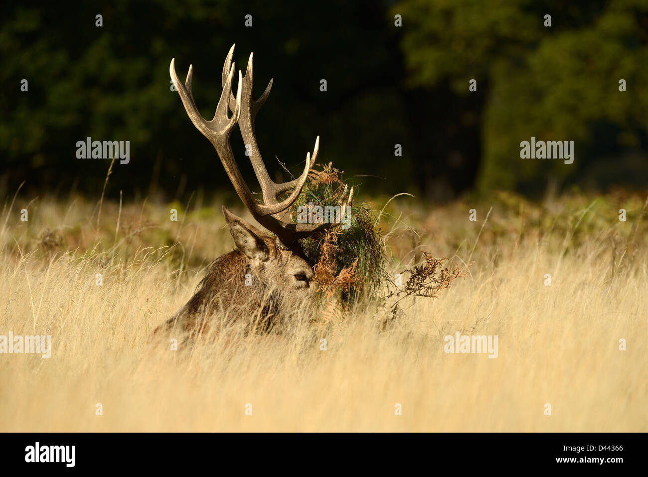 Red Deer (Cervus elaphus) stag sitting in long grass with head covered in grass and bracken, Richmond Park, England, October Stock Photo