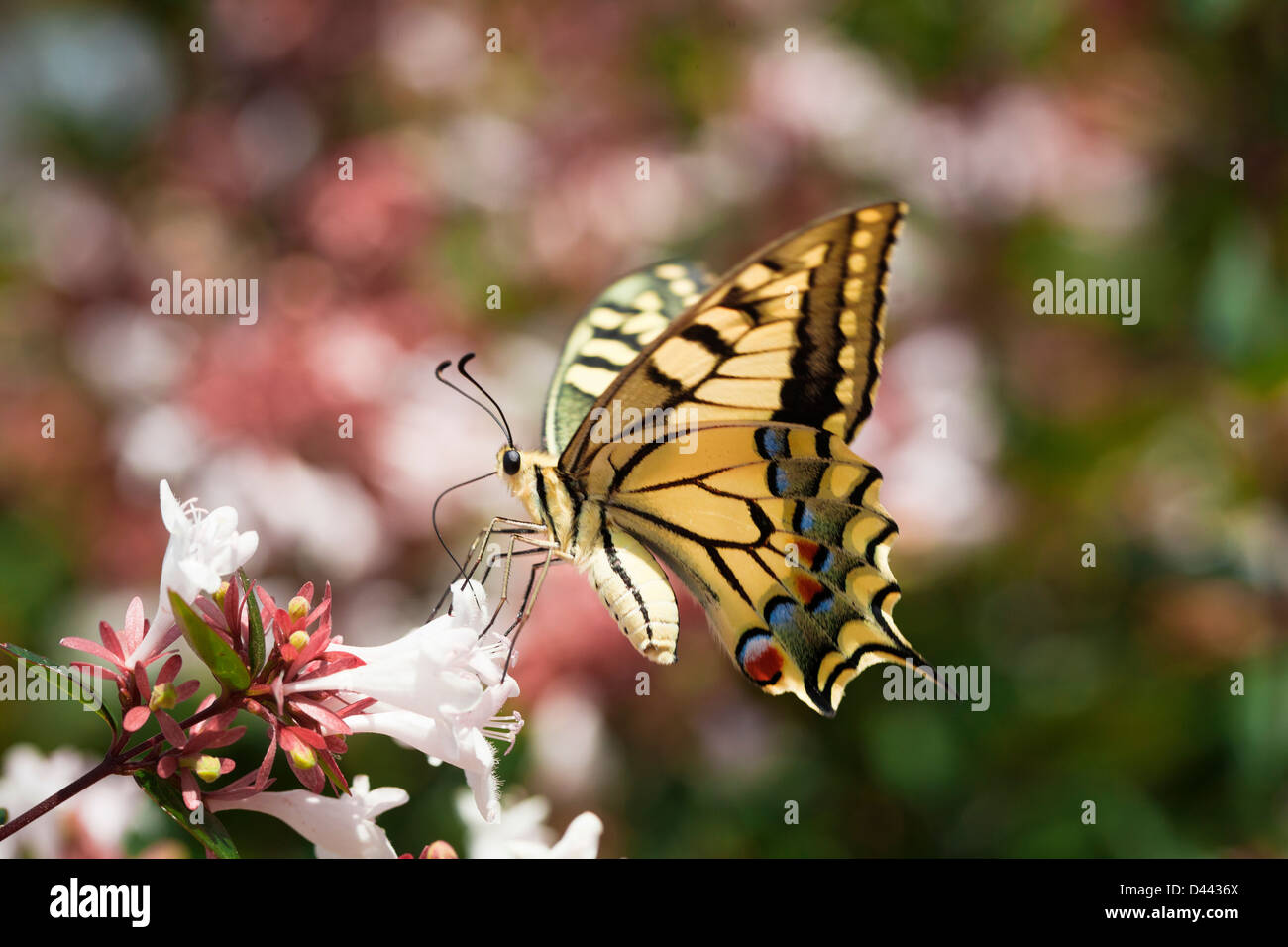Yellow swallowtail butterfly (lepidoptera) sucking nectar from abelia flowers. Stock Photo