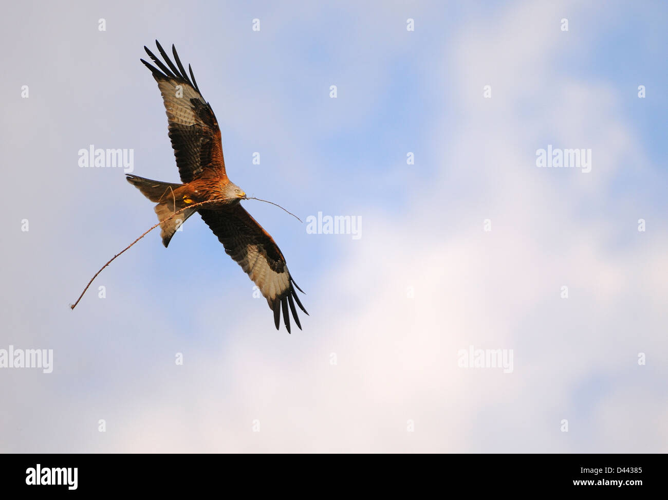 Red Kite (Milvus milvus) in flight with nesting material in its beak, Oxfordshire, England, March Stock Photo