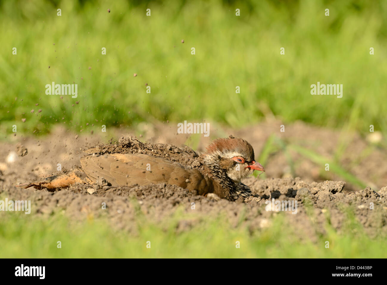 Red-legged Partridge (Alectoris rufa) sat on ground, dust bathing, Oxfordshire, England, September Stock Photo