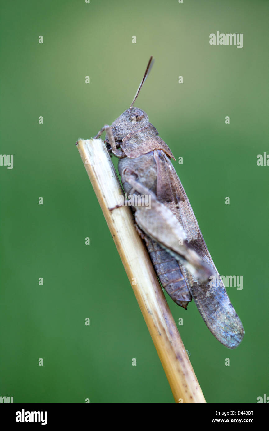 Close-up of grasshopper on grass Stock Photo