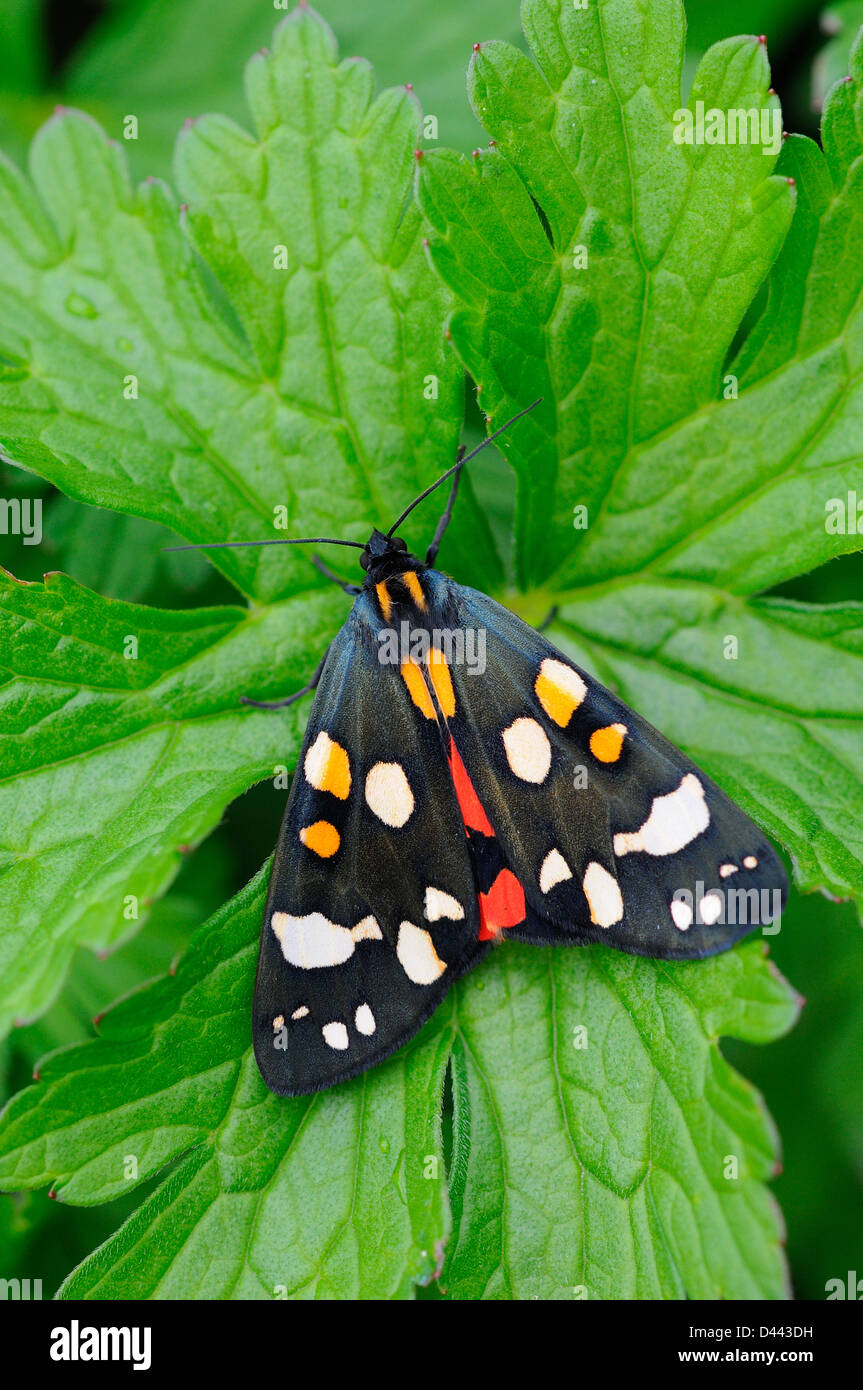 Scarlet Tiger Moth (Callimorpha dominula) adult at rest on leaf, Oxfordshire, England, May Stock Photo