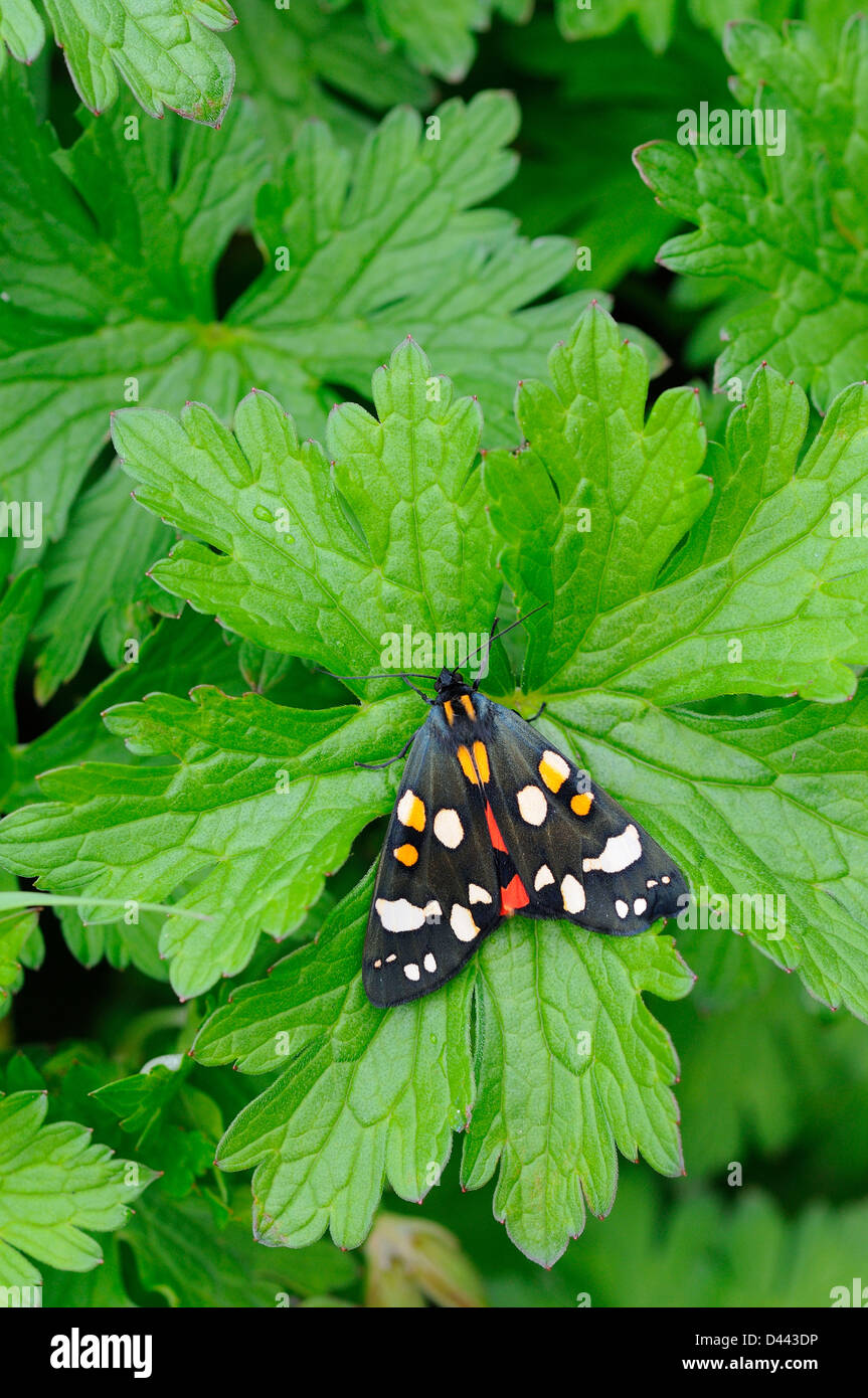 Scarlet Tiger Moth (Callimorpha dominula) adult at rest on leaf, Oxfordshire, England, May Stock Photo
