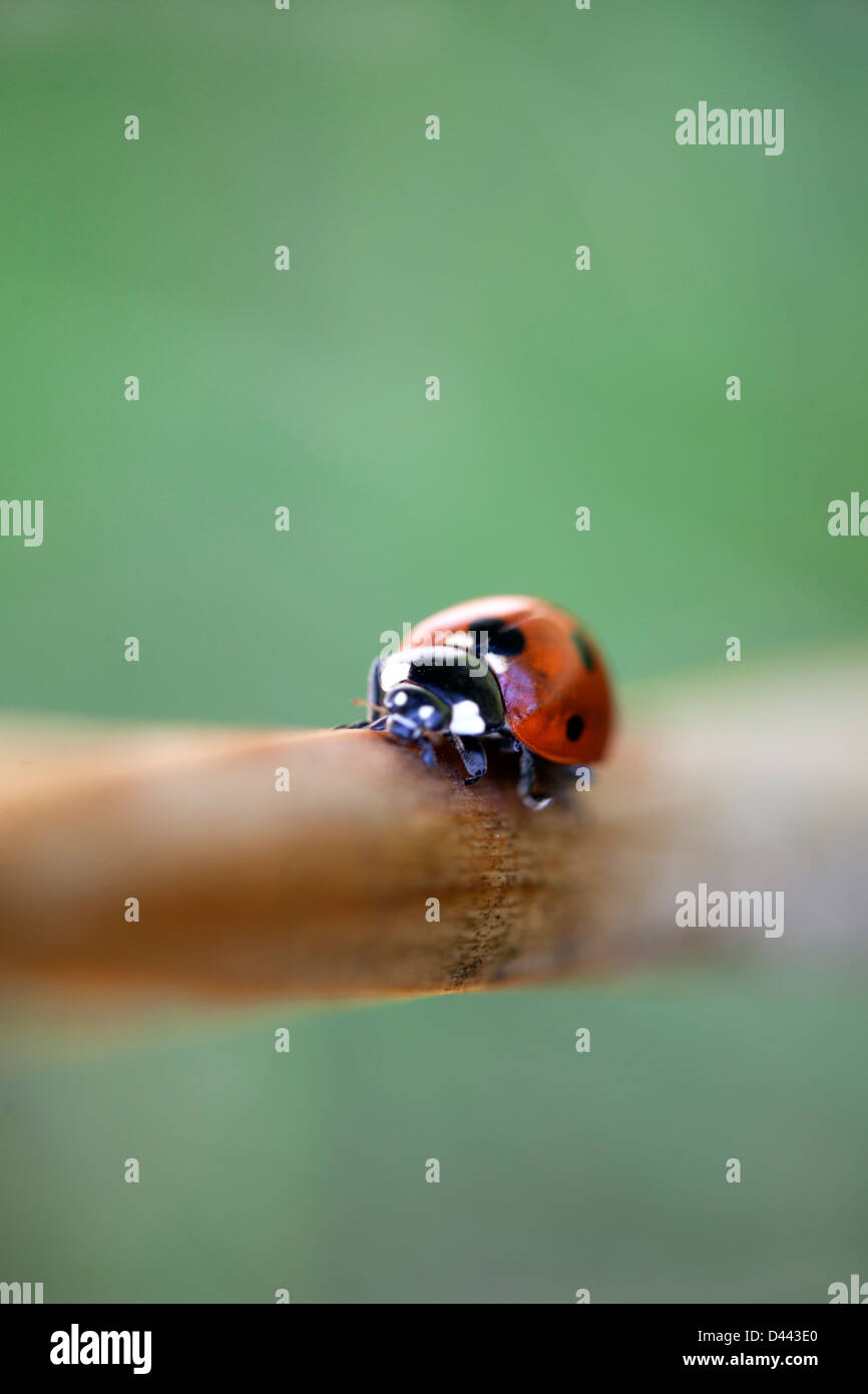A seven dots ladybug on  a stick Stock Photo
