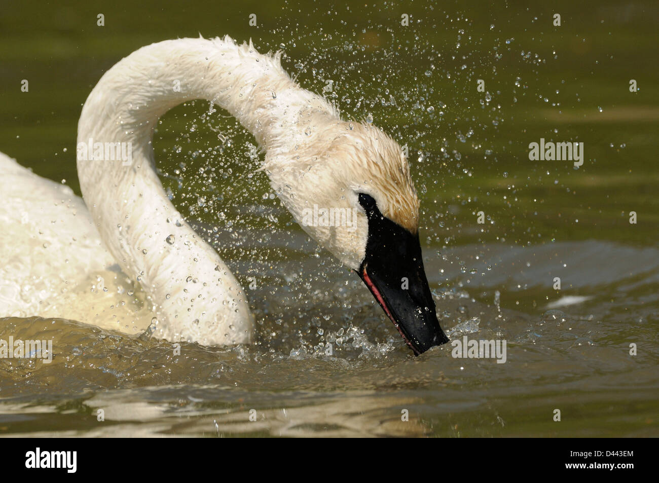Trumpeter Swan (Cygnus buccinator) shaking water off its head, Slimbridge, England, May Stock Photo