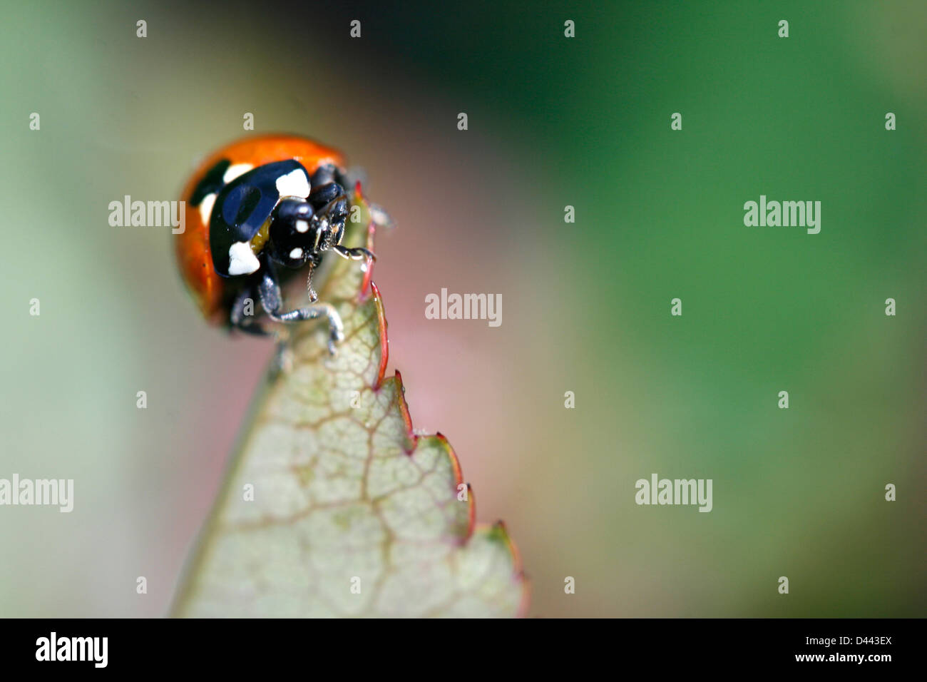 A seven dots ladybird having lunch at the top of a leave. Stock Photo