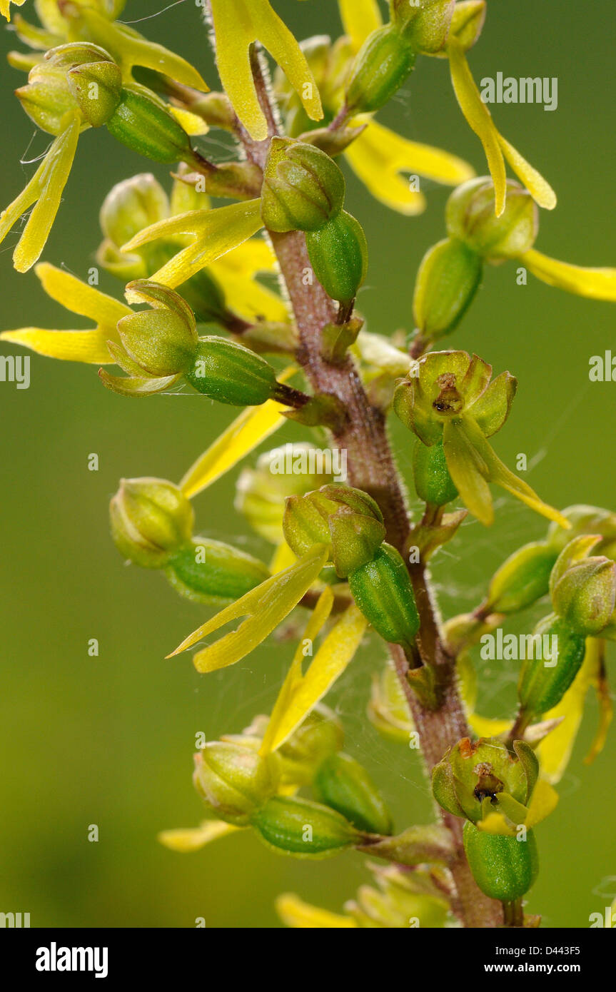 Common Twayblade (Neottia ovata) close-up of flowers, Buckinghamshire, England, May Stock Photo