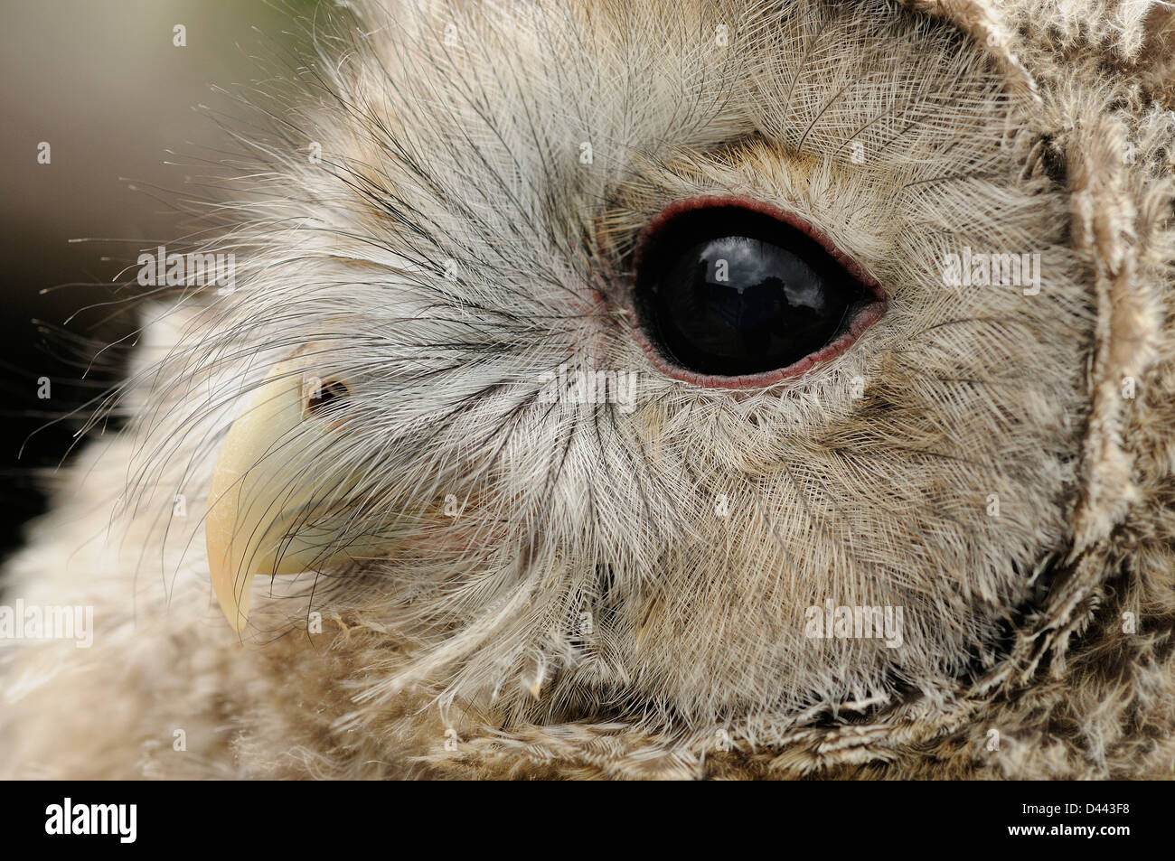 Ural Owl (Strix uralenisis) close-up of eye and beak of chick, captive Stock Photo