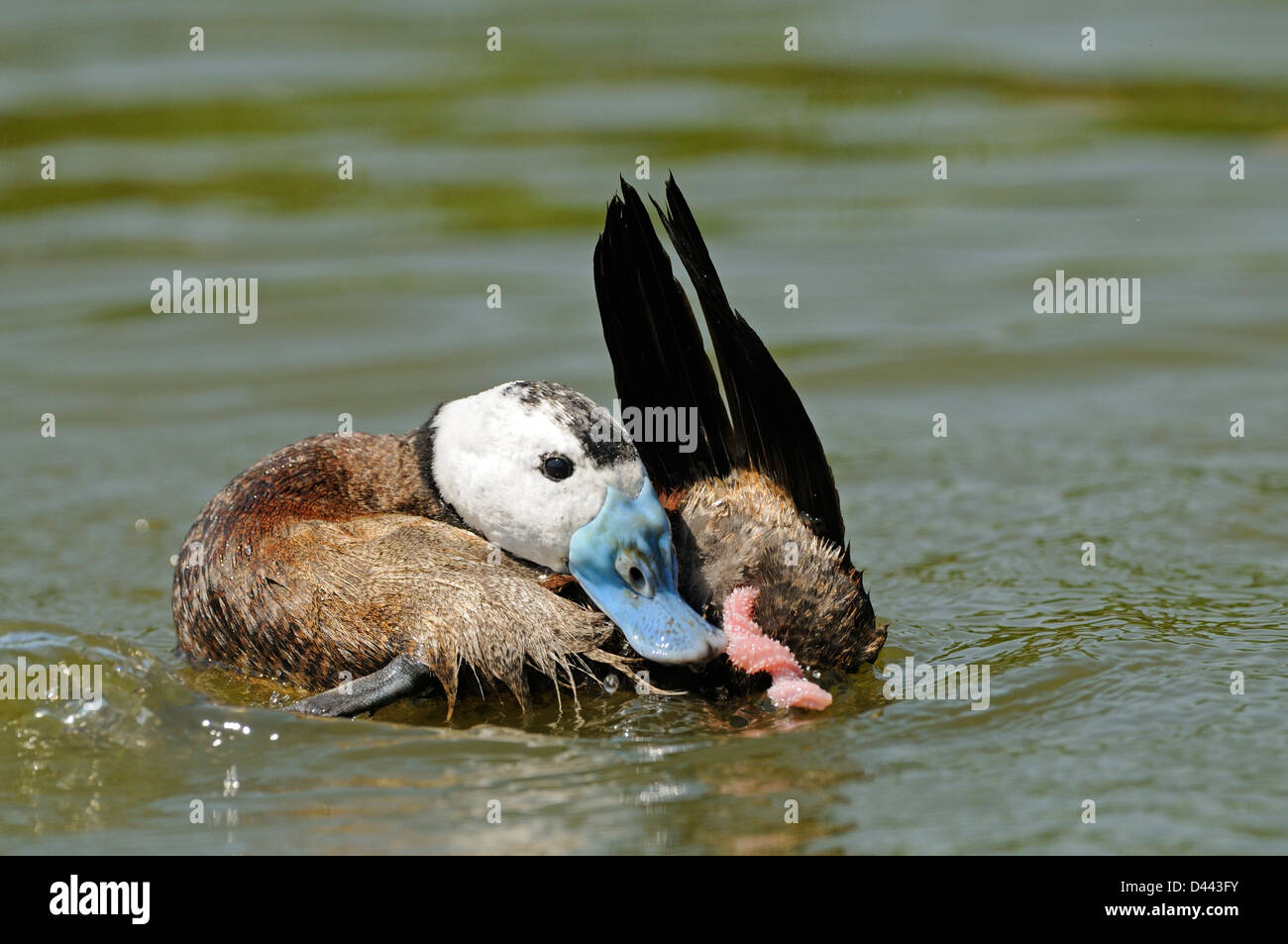 White headed Duck Oxyura Leucocephala Male On Water Showing Penis white-headed-duck-oxyura-leucocephala-male-on-water-showing-penis