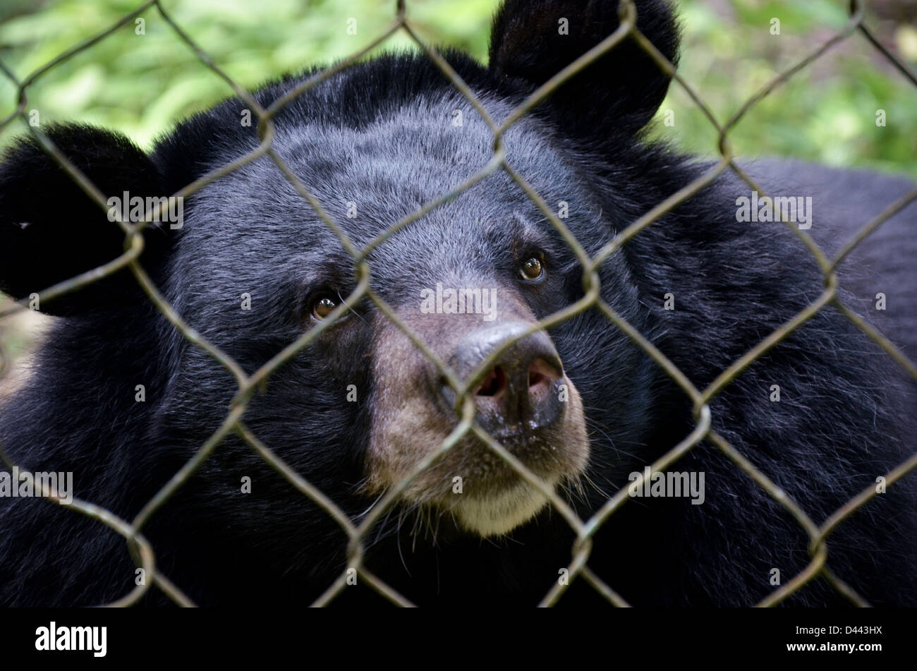 Bear saved from poaching at Kuang Si waterfall bear reserve, Laos Stock Photo