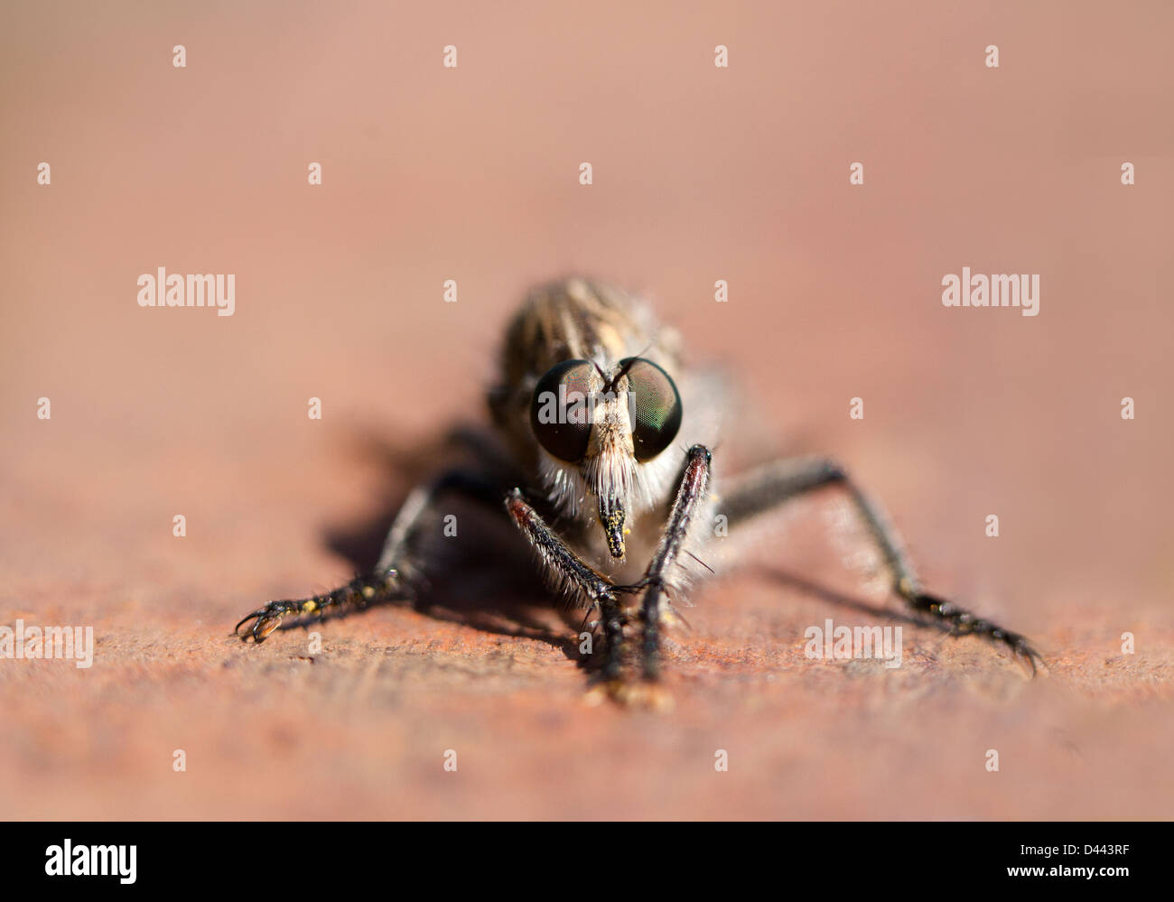 Front view of a Horsefly Stock Photo