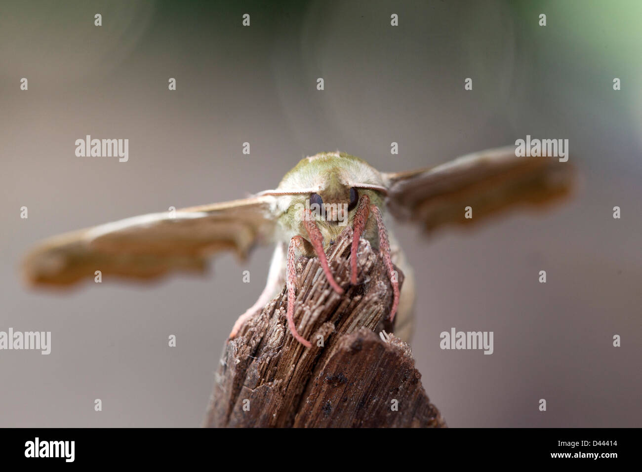 Front view of a moth on a piece of wood. Stock Photo